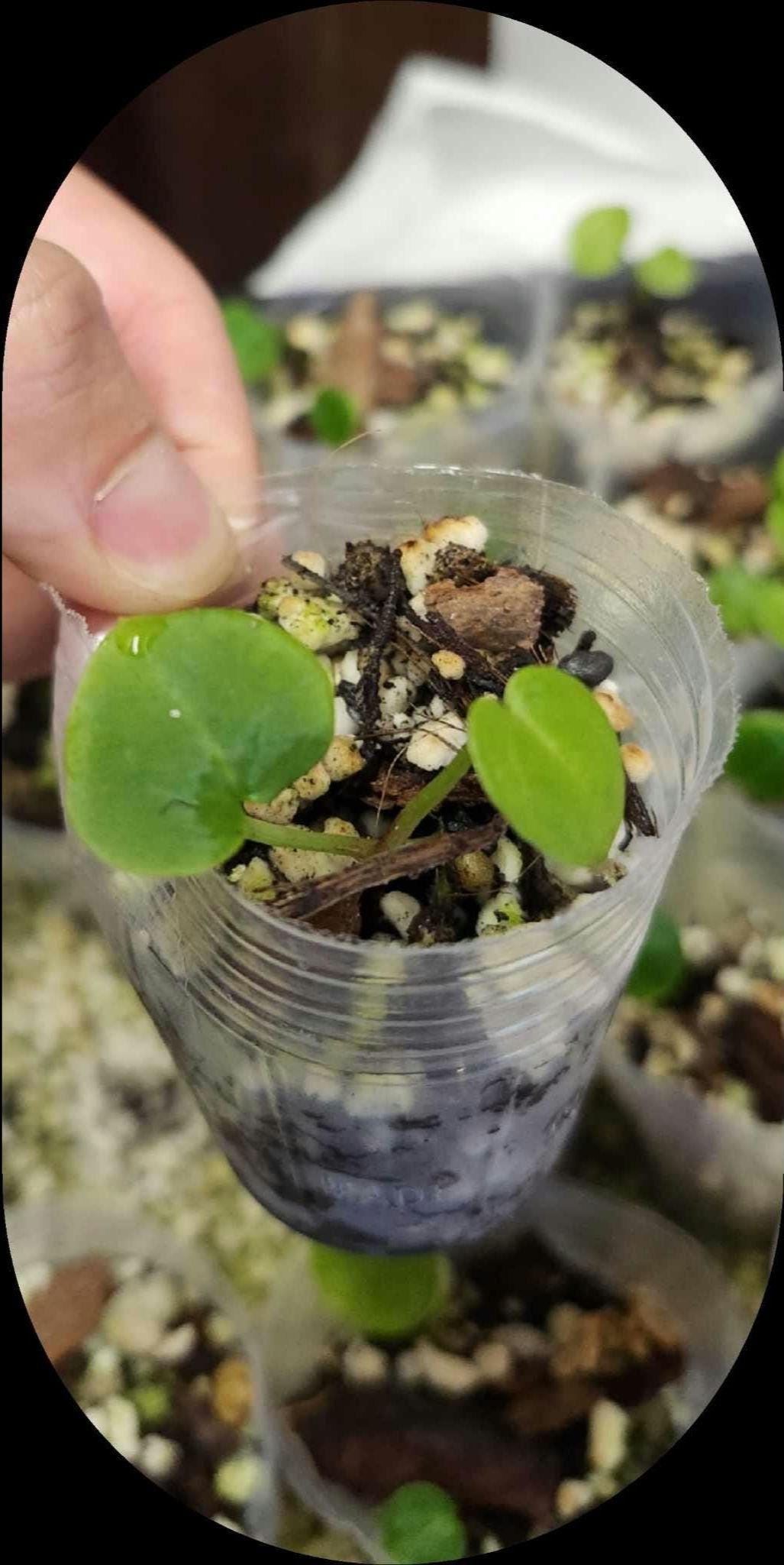 Anthurium (SKG Grey x Red Crystallinum) x (RC x Dark Magnificum)