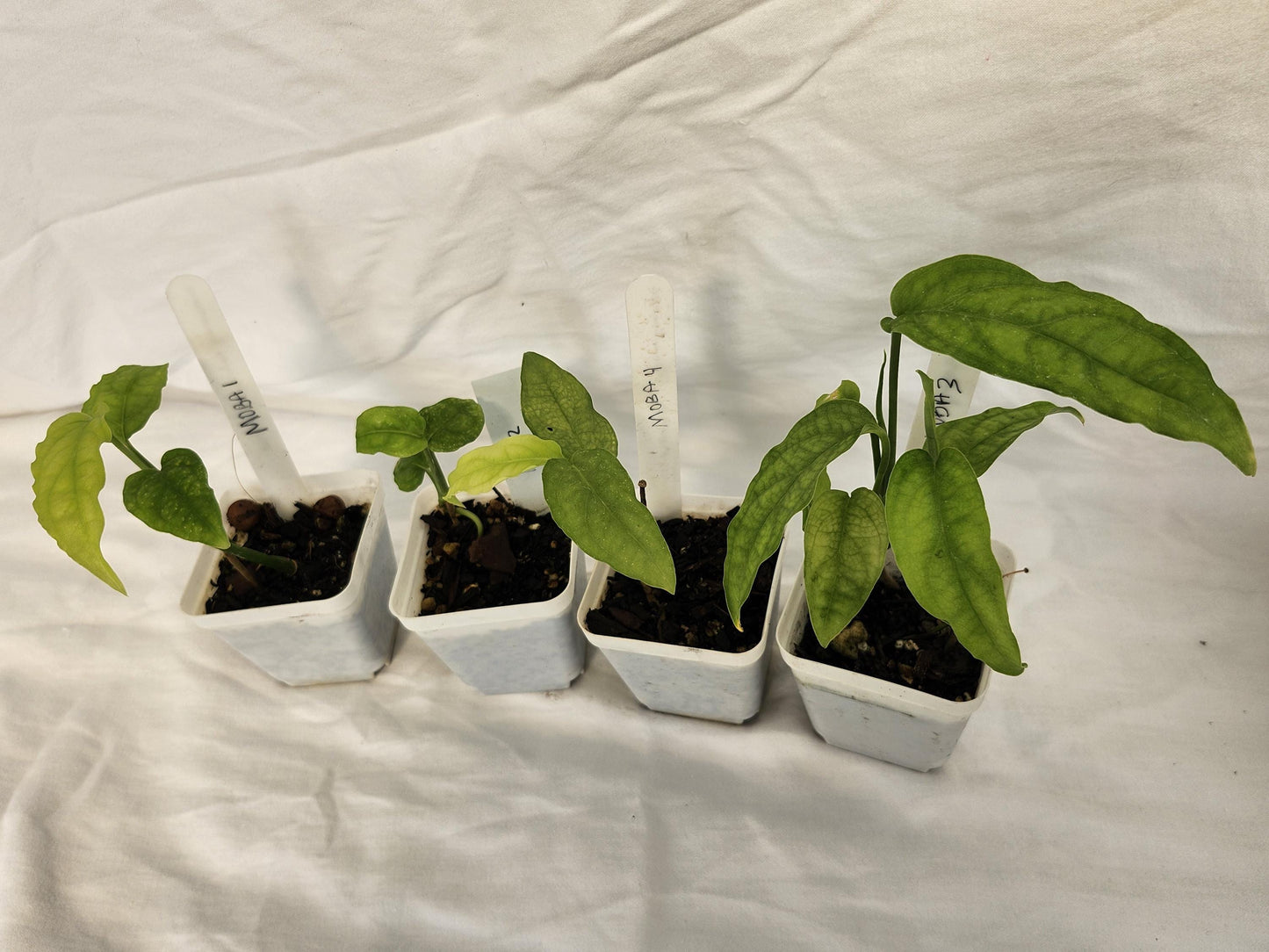Monstera Obliqua Amazonas