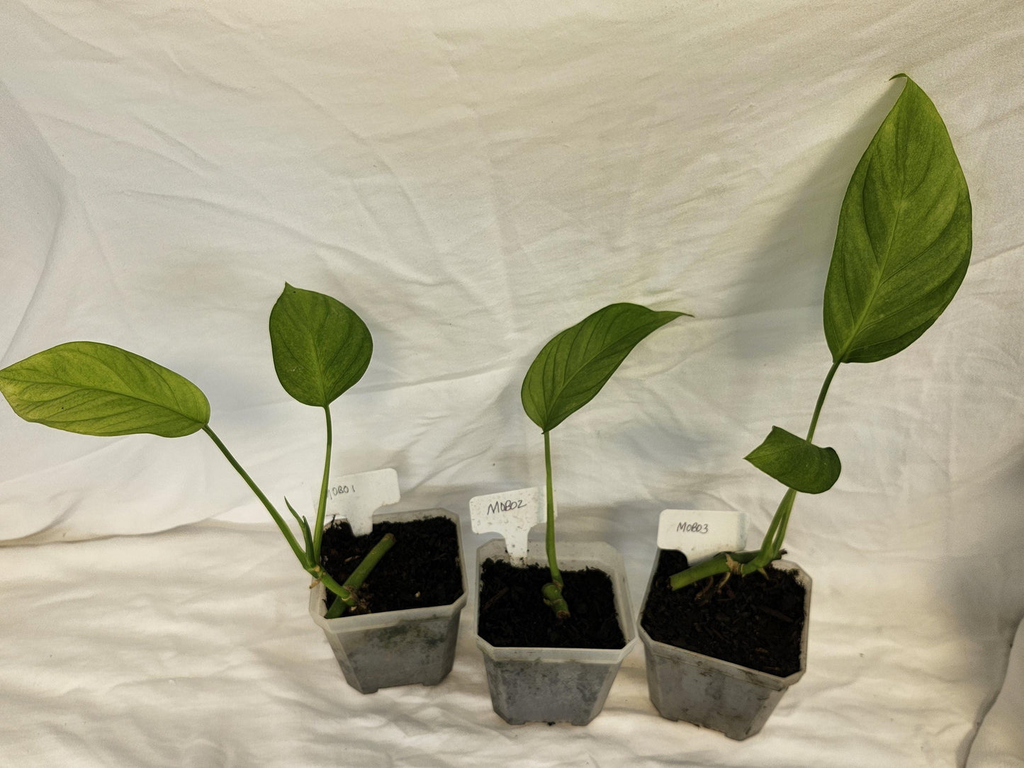 Monstera Obliqua Bomboiza