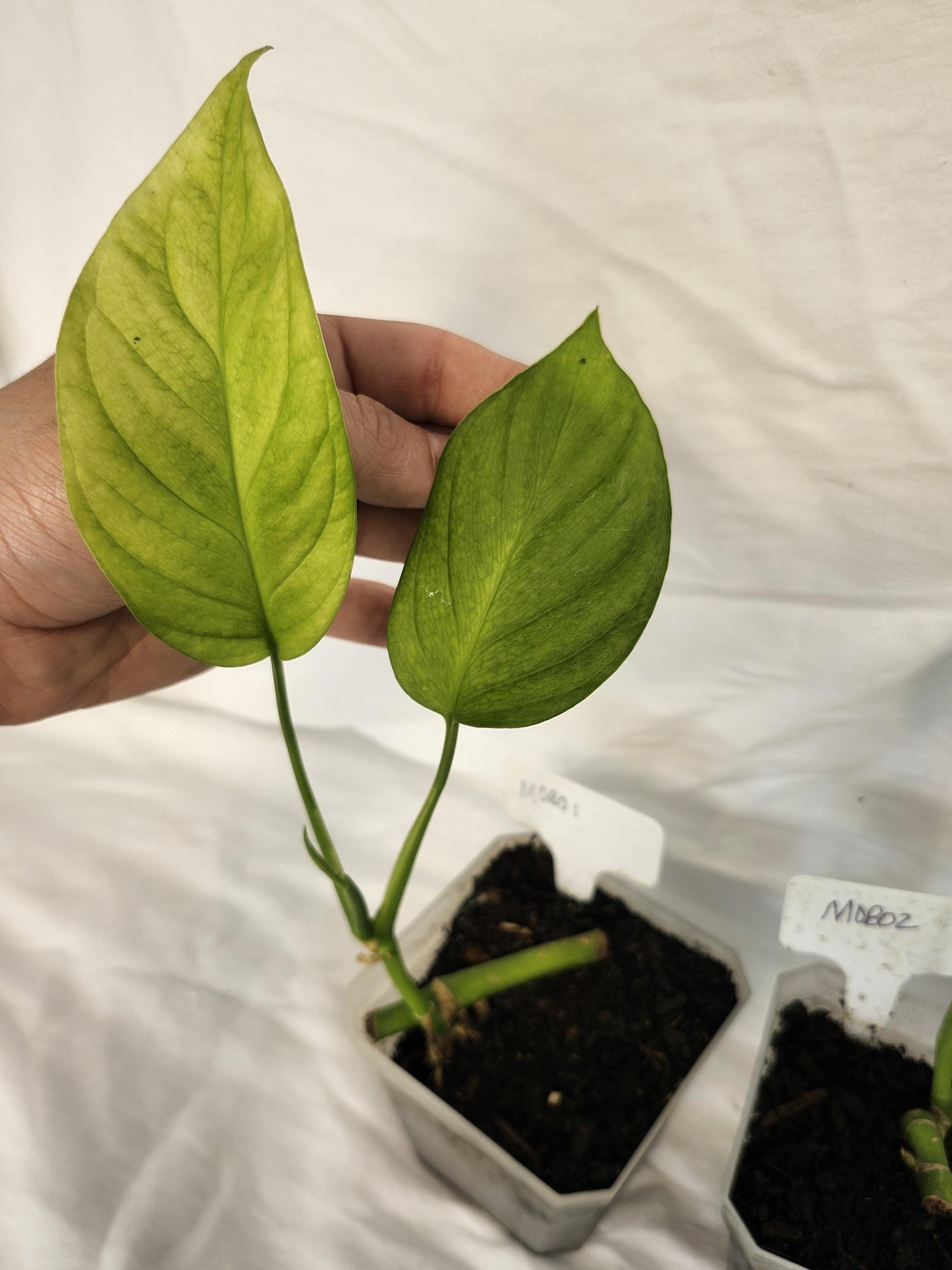Monstera Obliqua Bomboiza