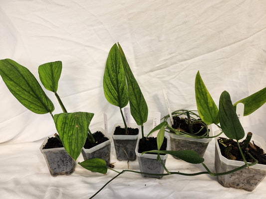Monstera Barrieri