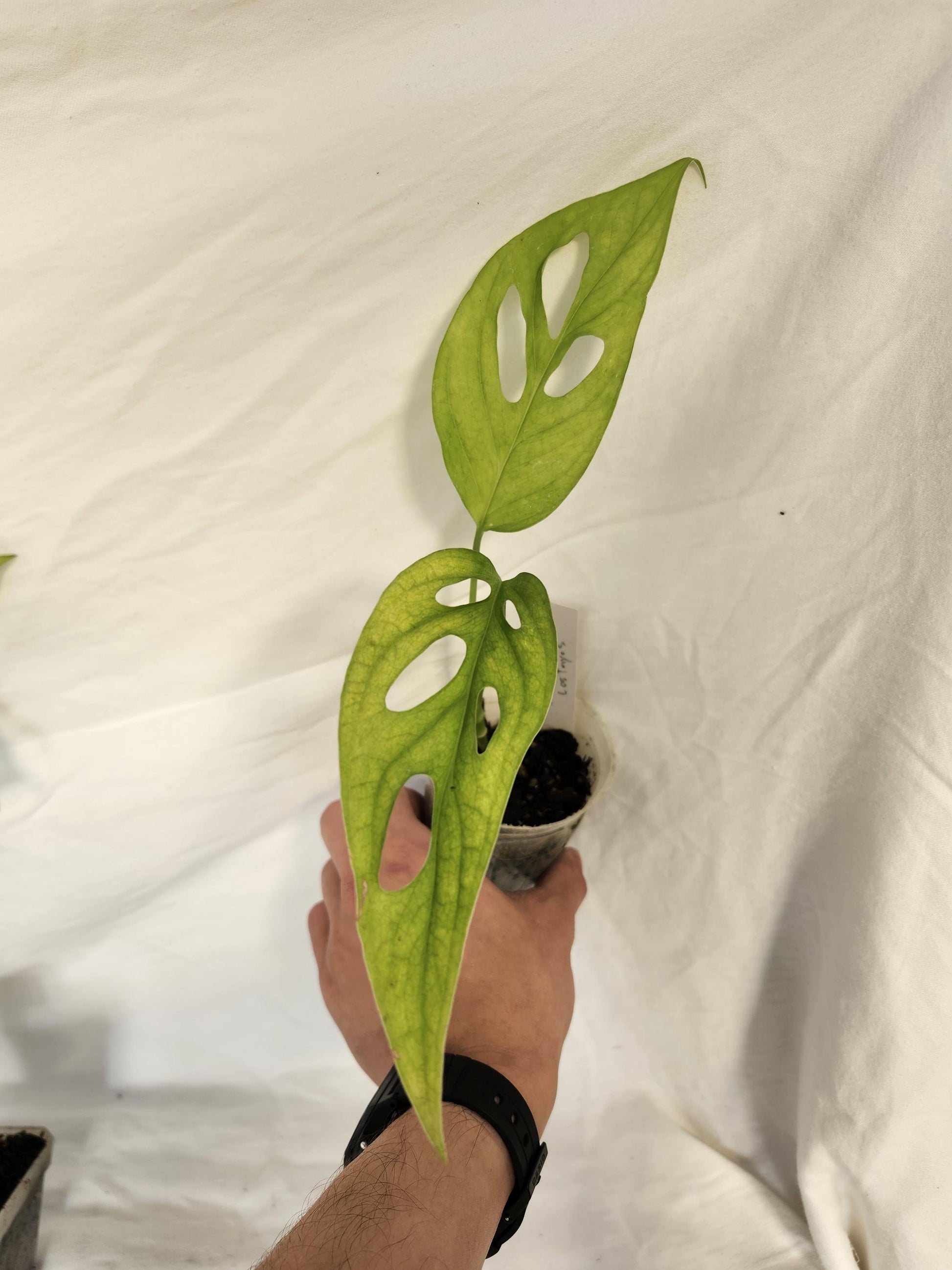 Monstera Obliqua Los Tayos