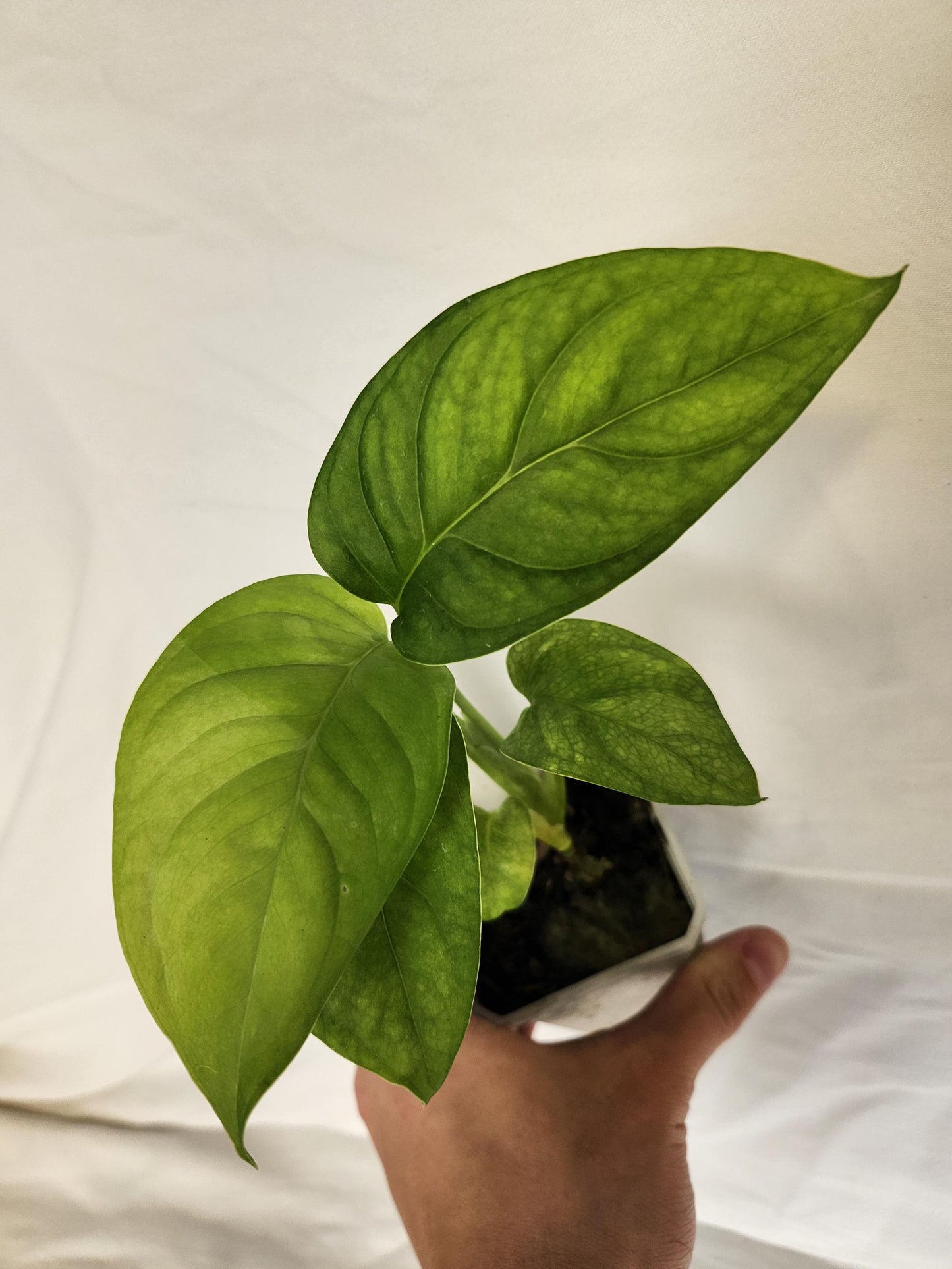 Monstera Obliqua Tamarindo