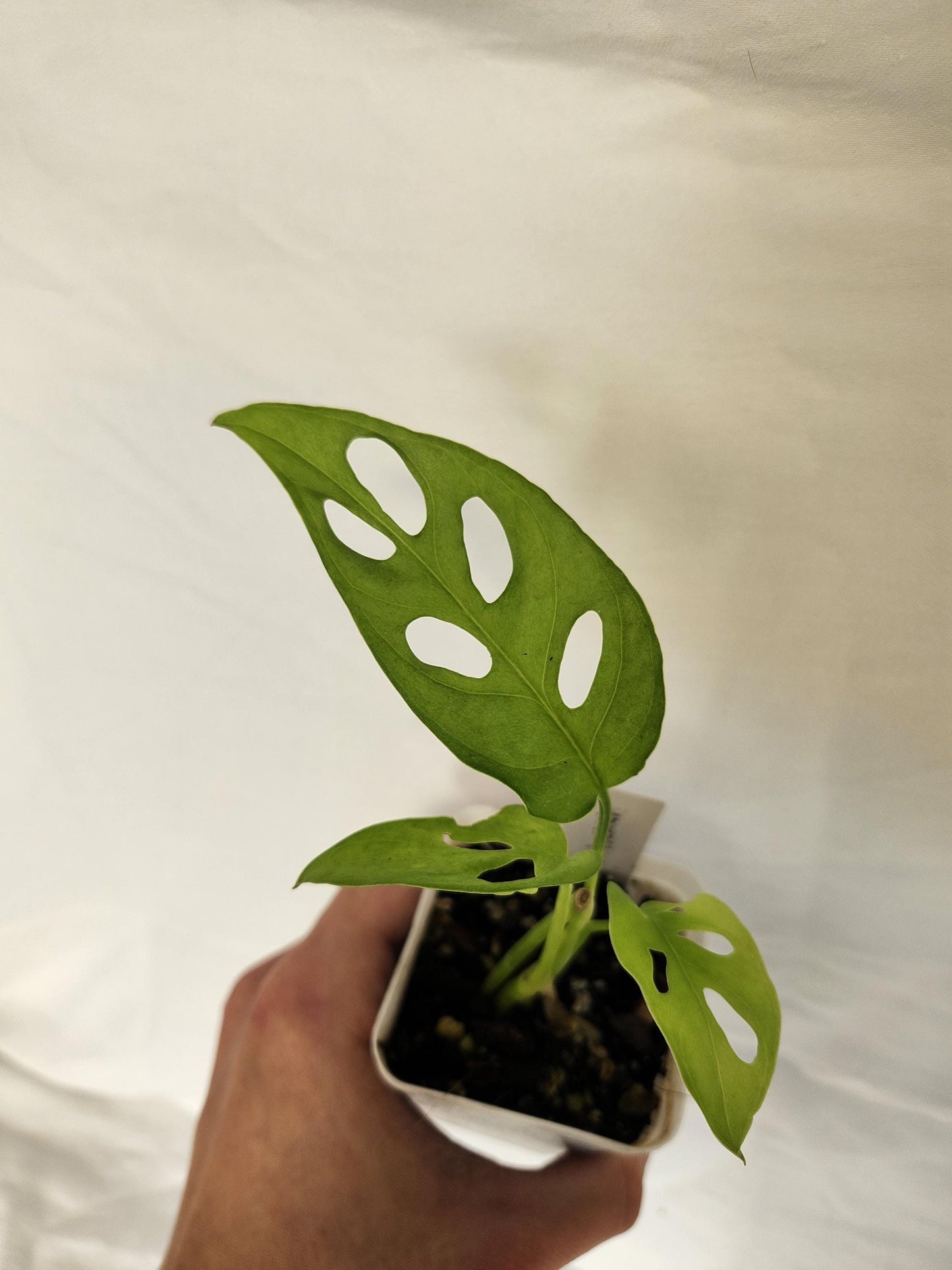 Monstera Obliqua Tena