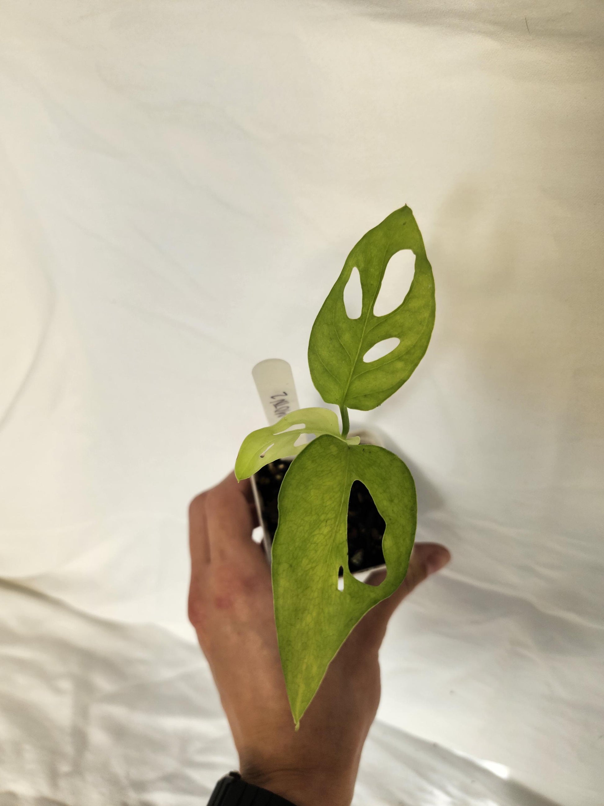Monstera Obliqua Tena