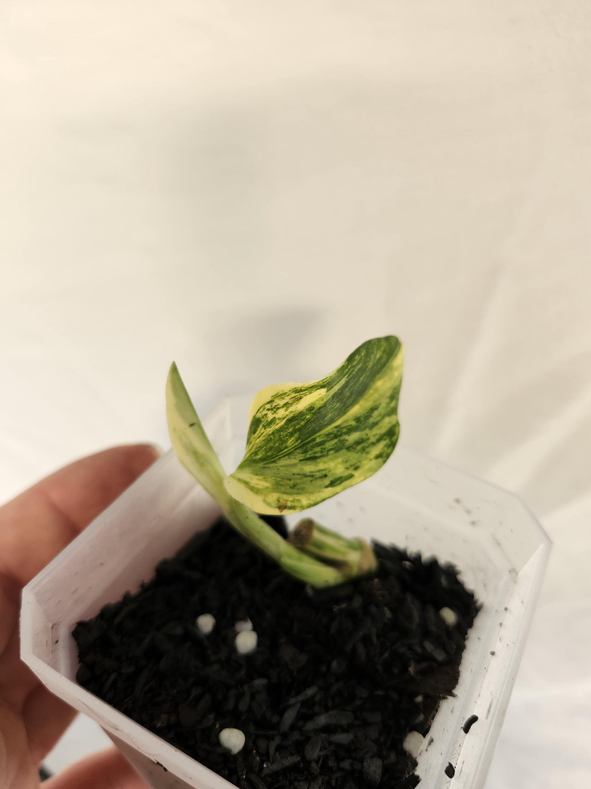 Monstera Standleyana Aurea.