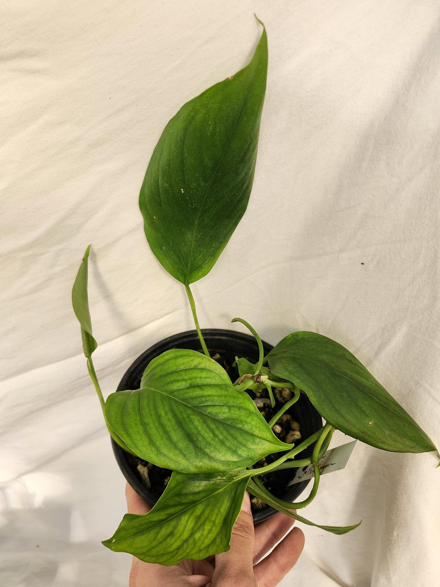 Monstera Acacoyaguensis
