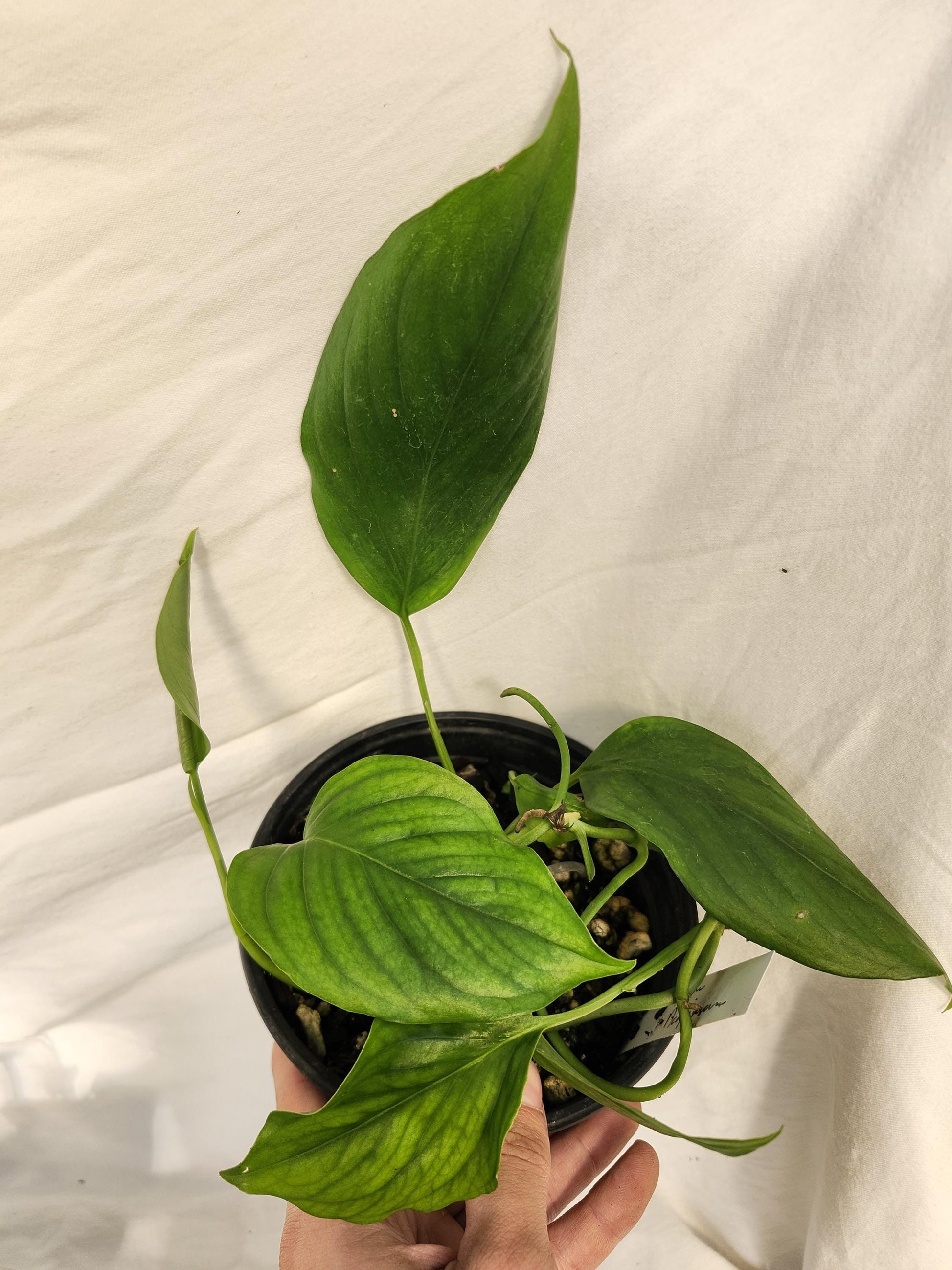 Monstera Acacoyaguensis