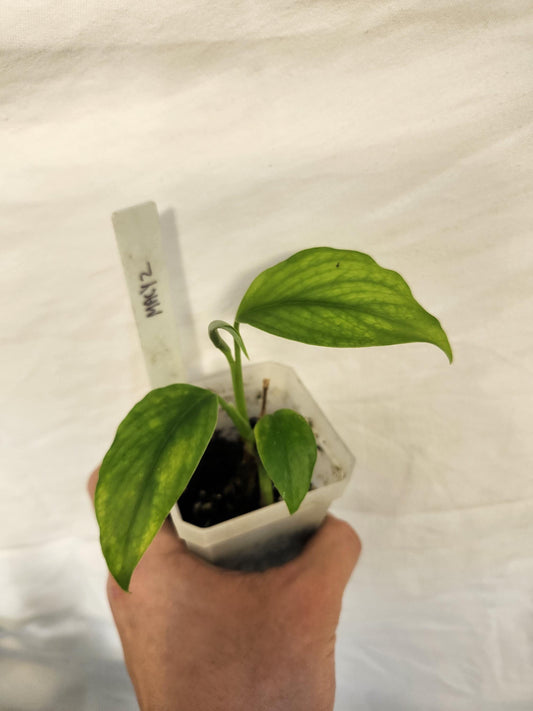 Monstera Acacoyaguensis