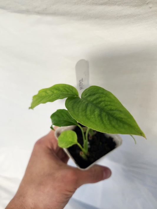 Monstera Obliqua Yasuni - Type 2