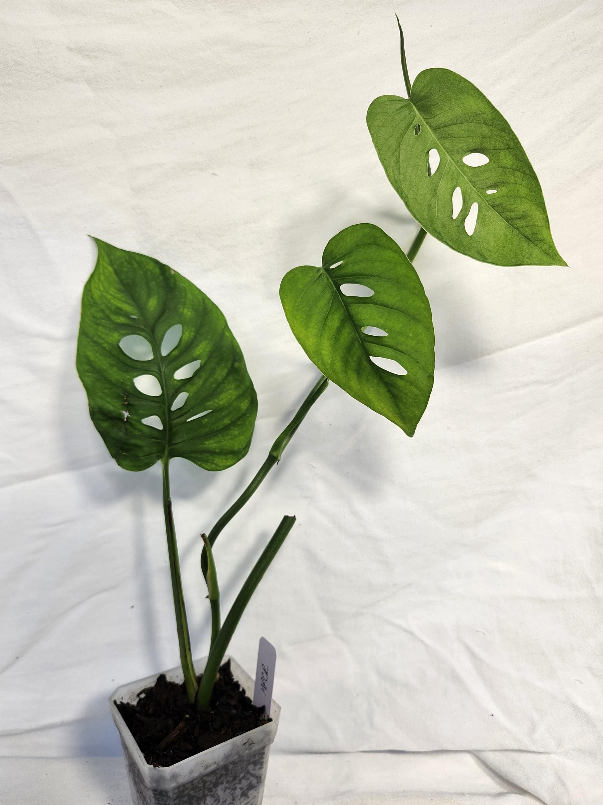 Monstera Sp Paradiso Costa Rica