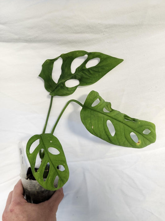 Monstera Obliqua Cuyabeno Ecuador