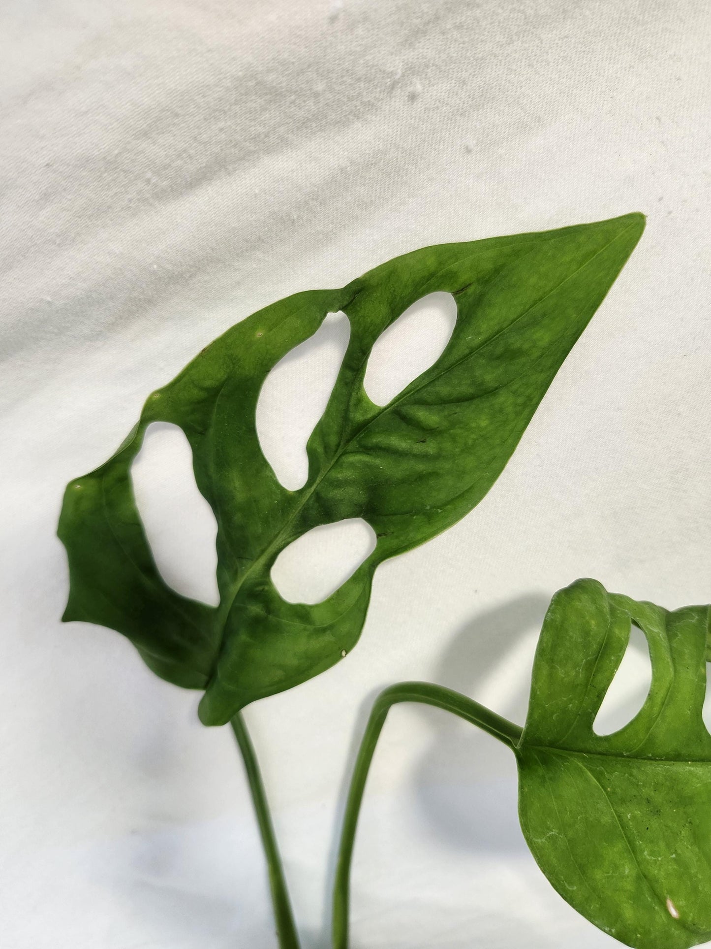 Monstera Obliqua Cuyabeno Ecuador