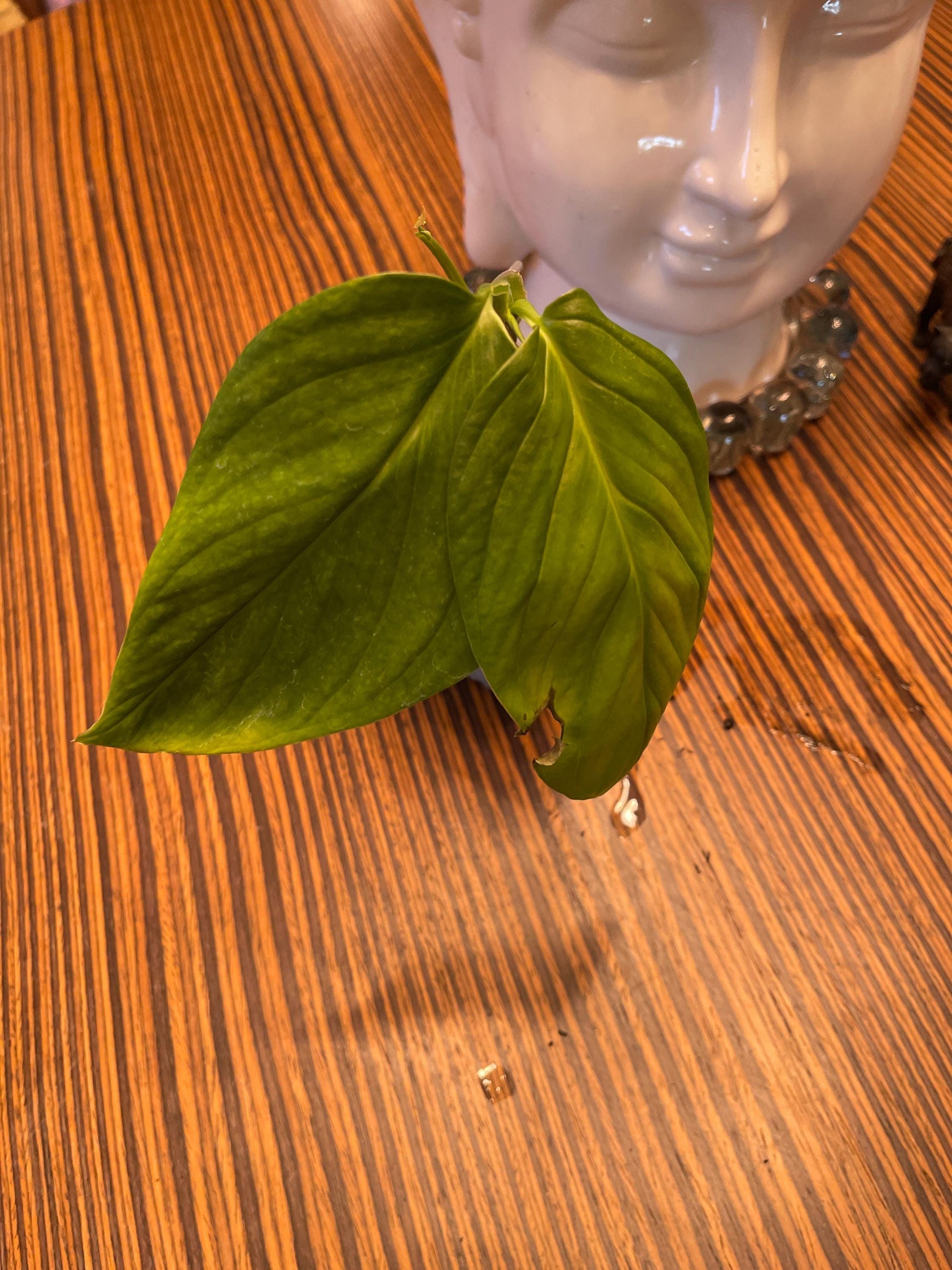 Monstera Xanthospatha