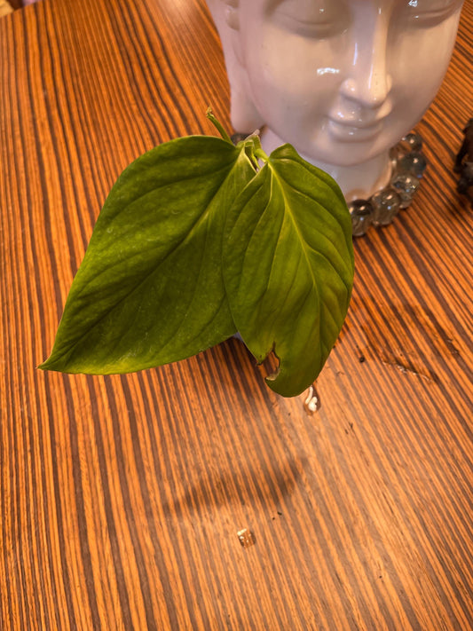 Monstera Xanthospatha