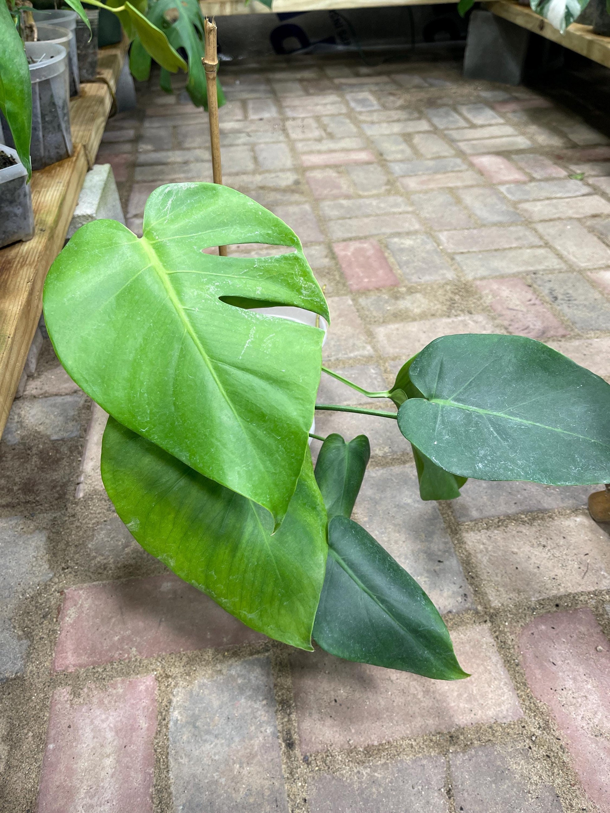 Monstera Tacanaensis - Extreemly Rare