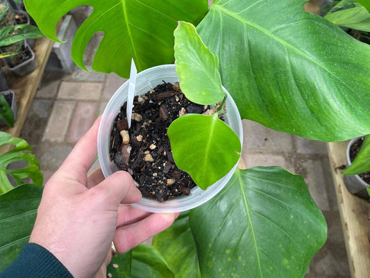 Monstera Deliciosa - Mexican Clone