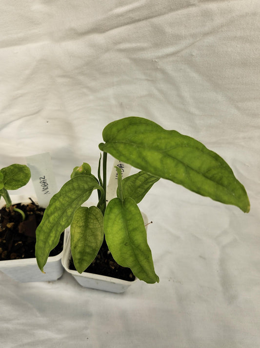 Monstera Obliqua Amazonas