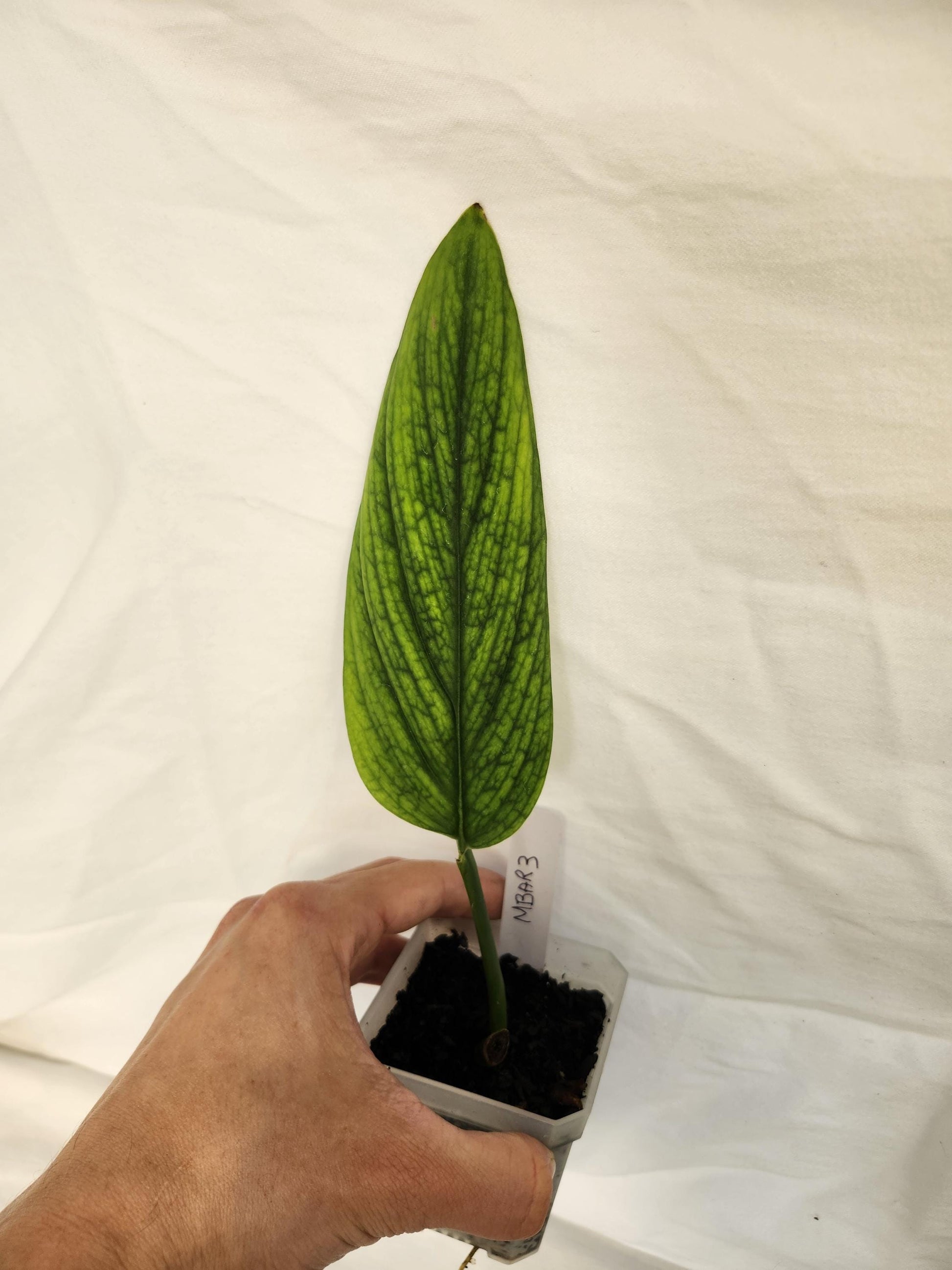 Monstera Barrieri