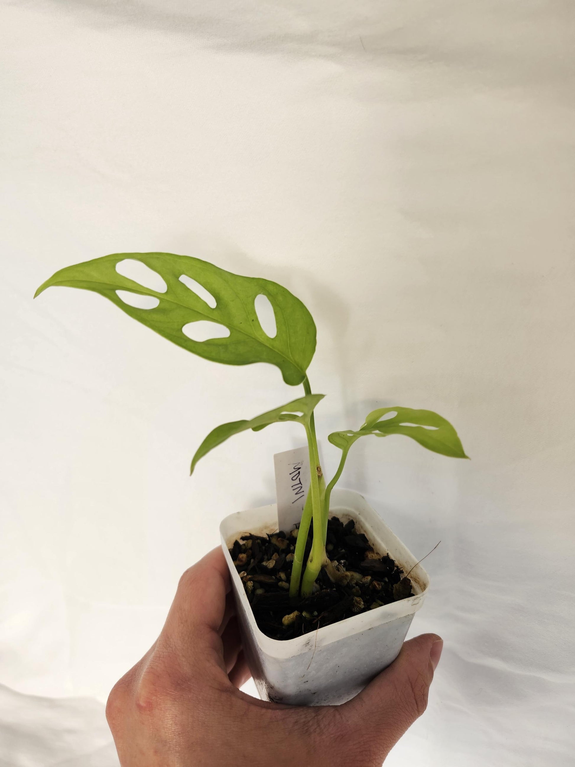 Monstera Obliqua Tena