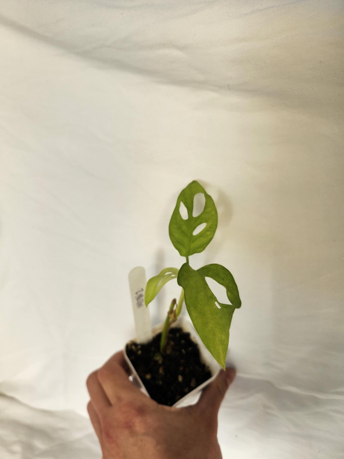 Monstera Obliqua Tena