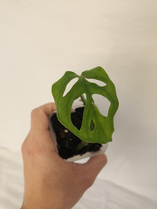 Monstera Obliqua Canelo