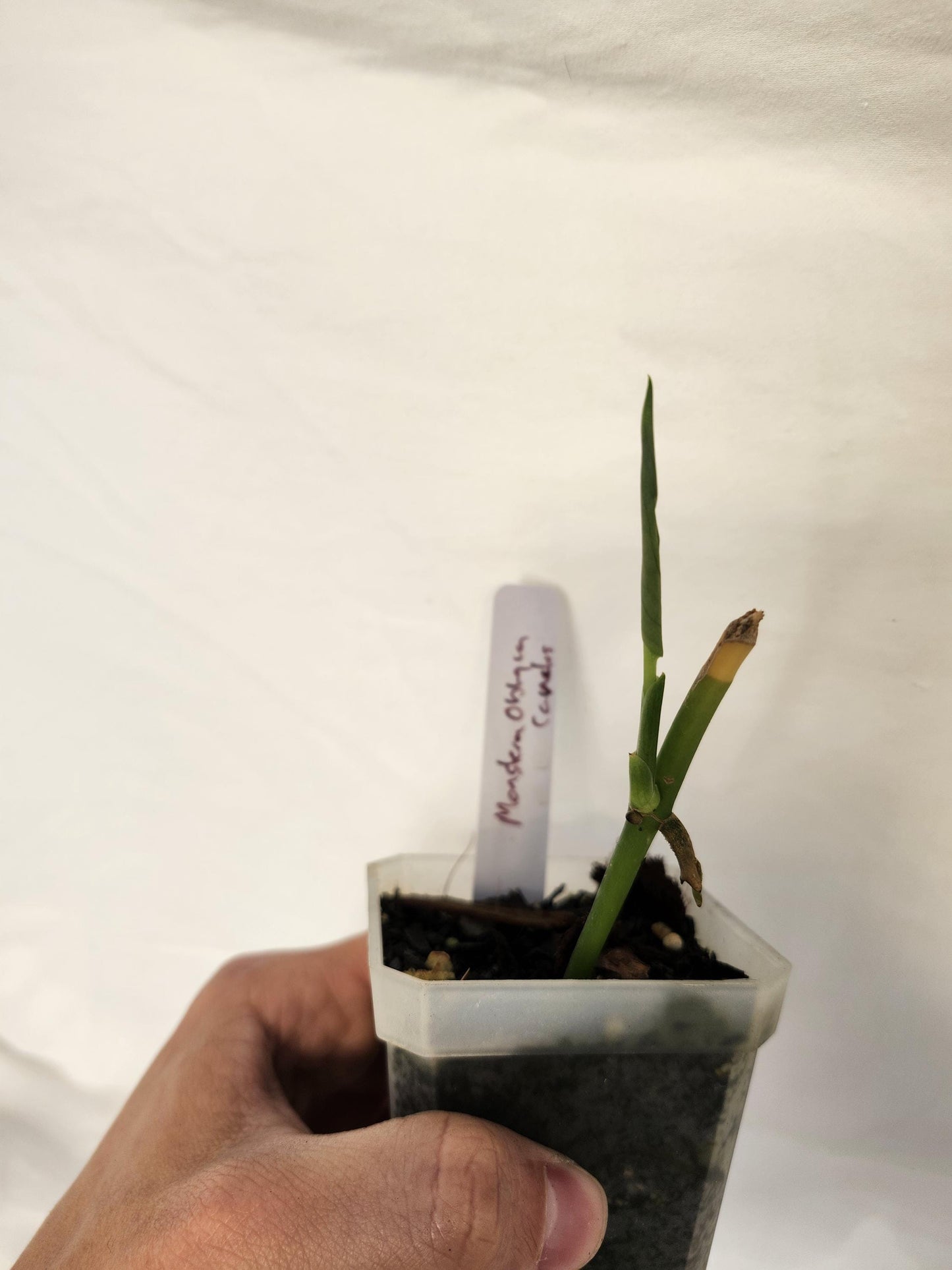 Monstera Obliqua Canelo
