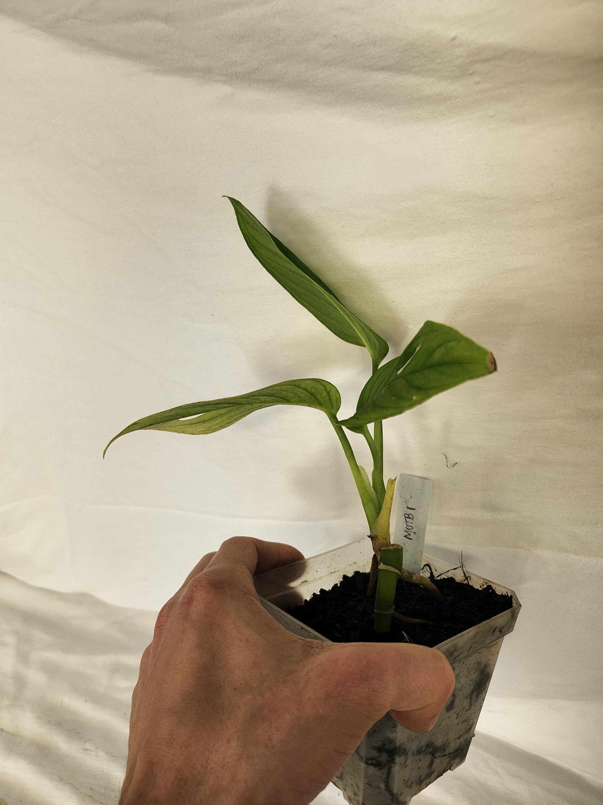 Monstera Obliqua Tambo