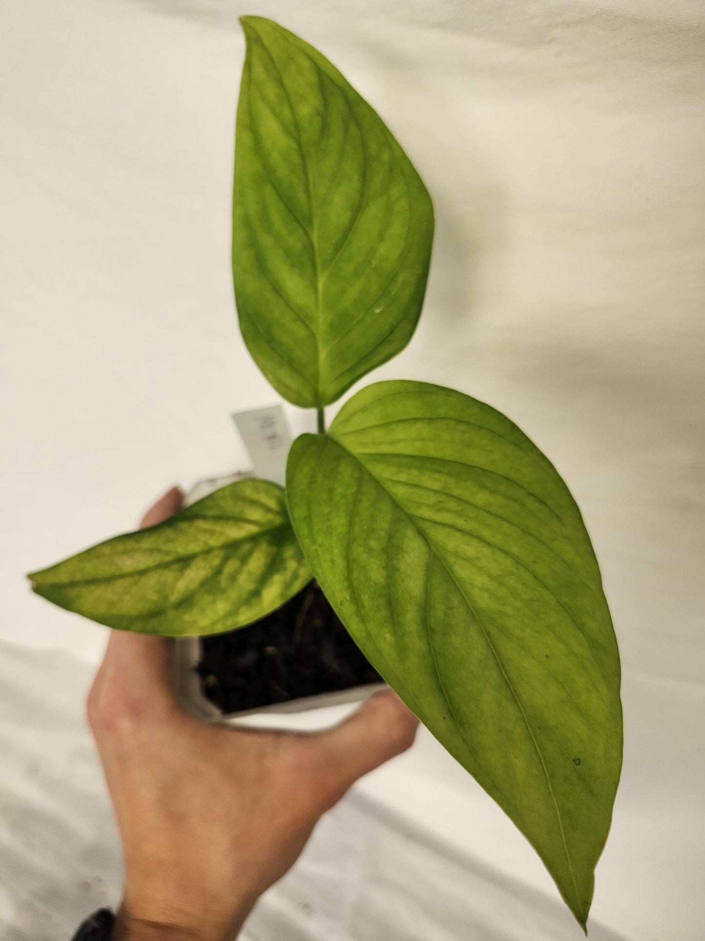 Monstera Obliqua Tambo