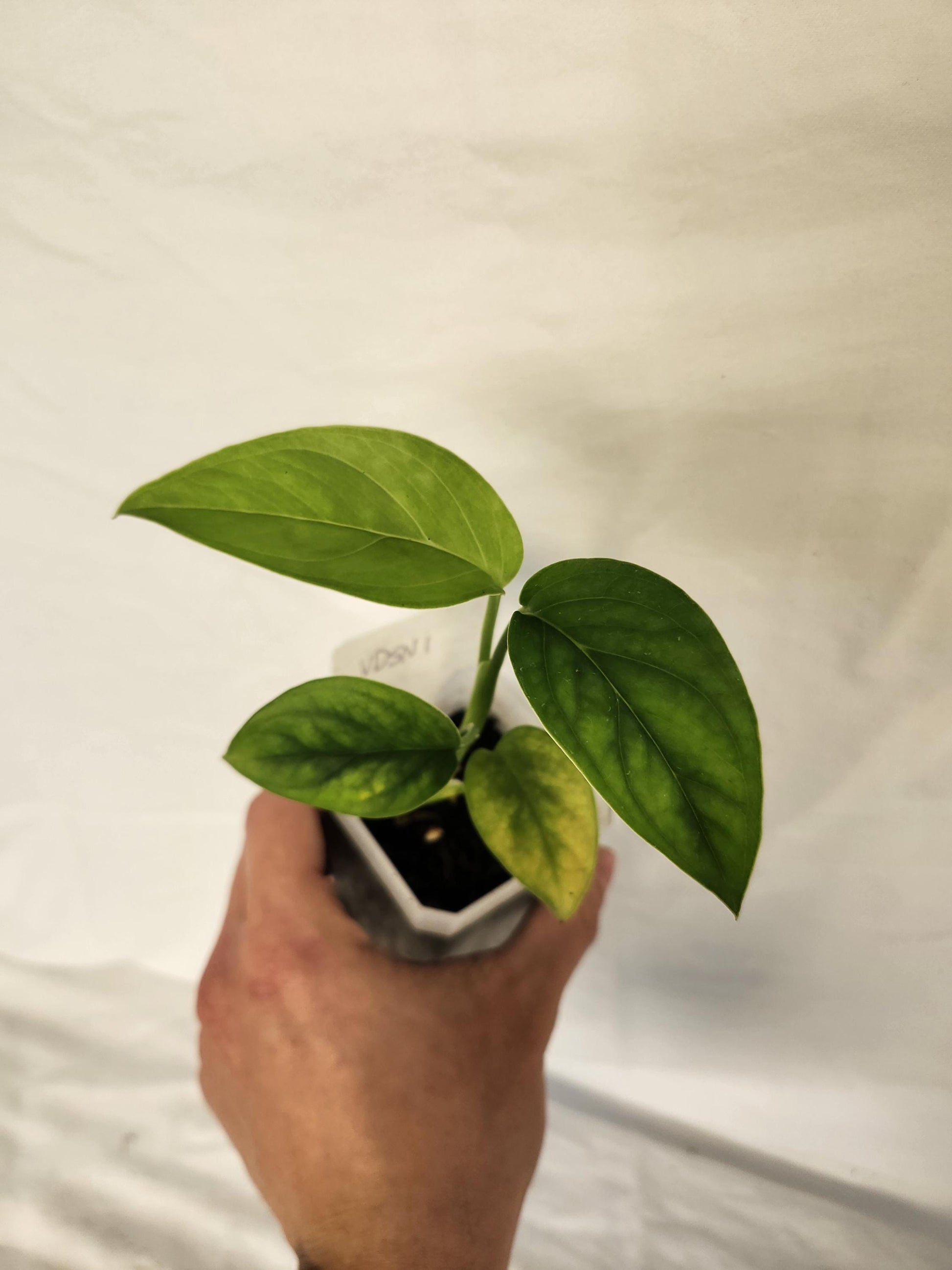 Monstera Obliqua Vermuda-Super Narrow
