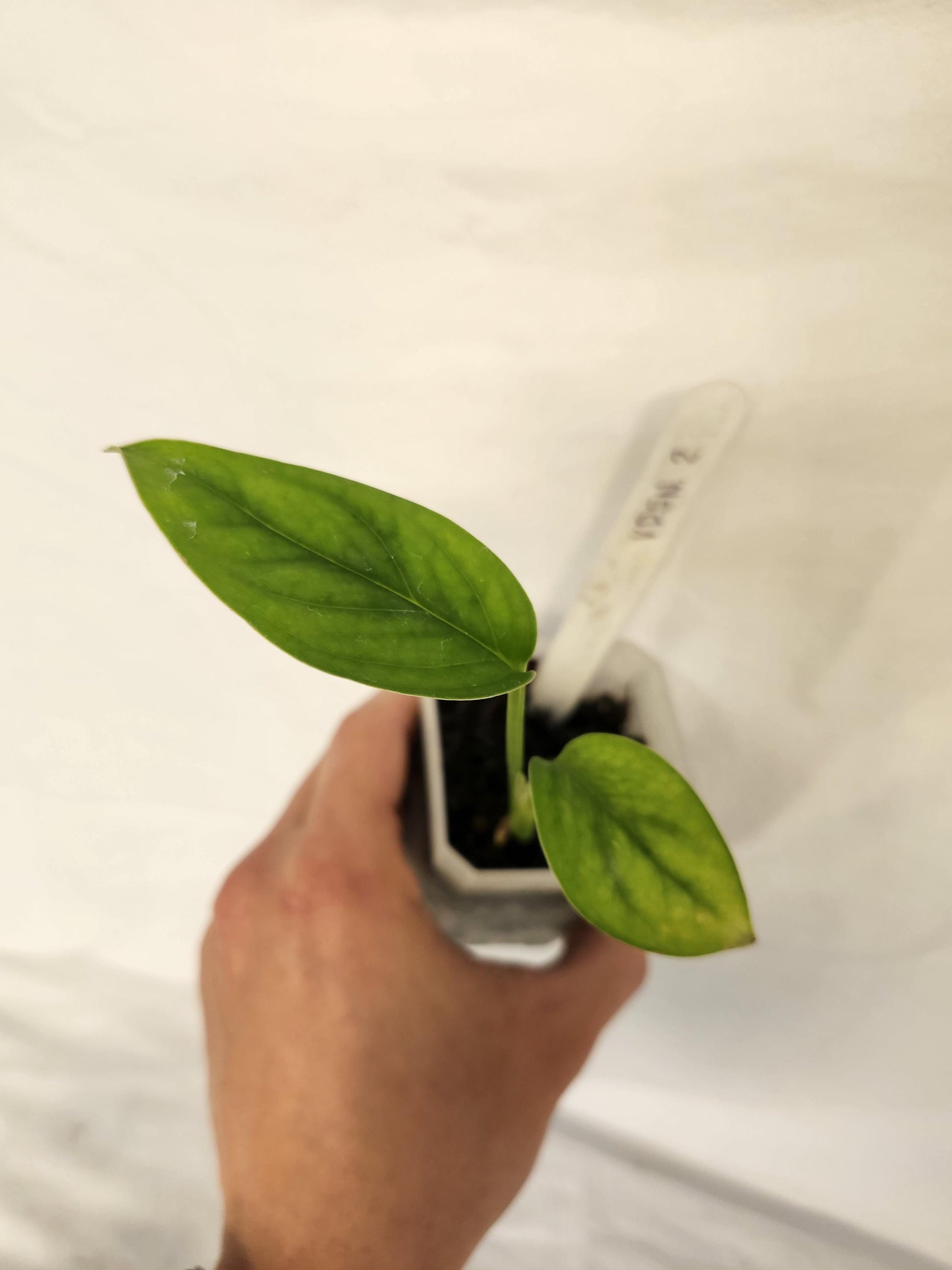 Monstera Obliqua Vermuda-Super Narrow