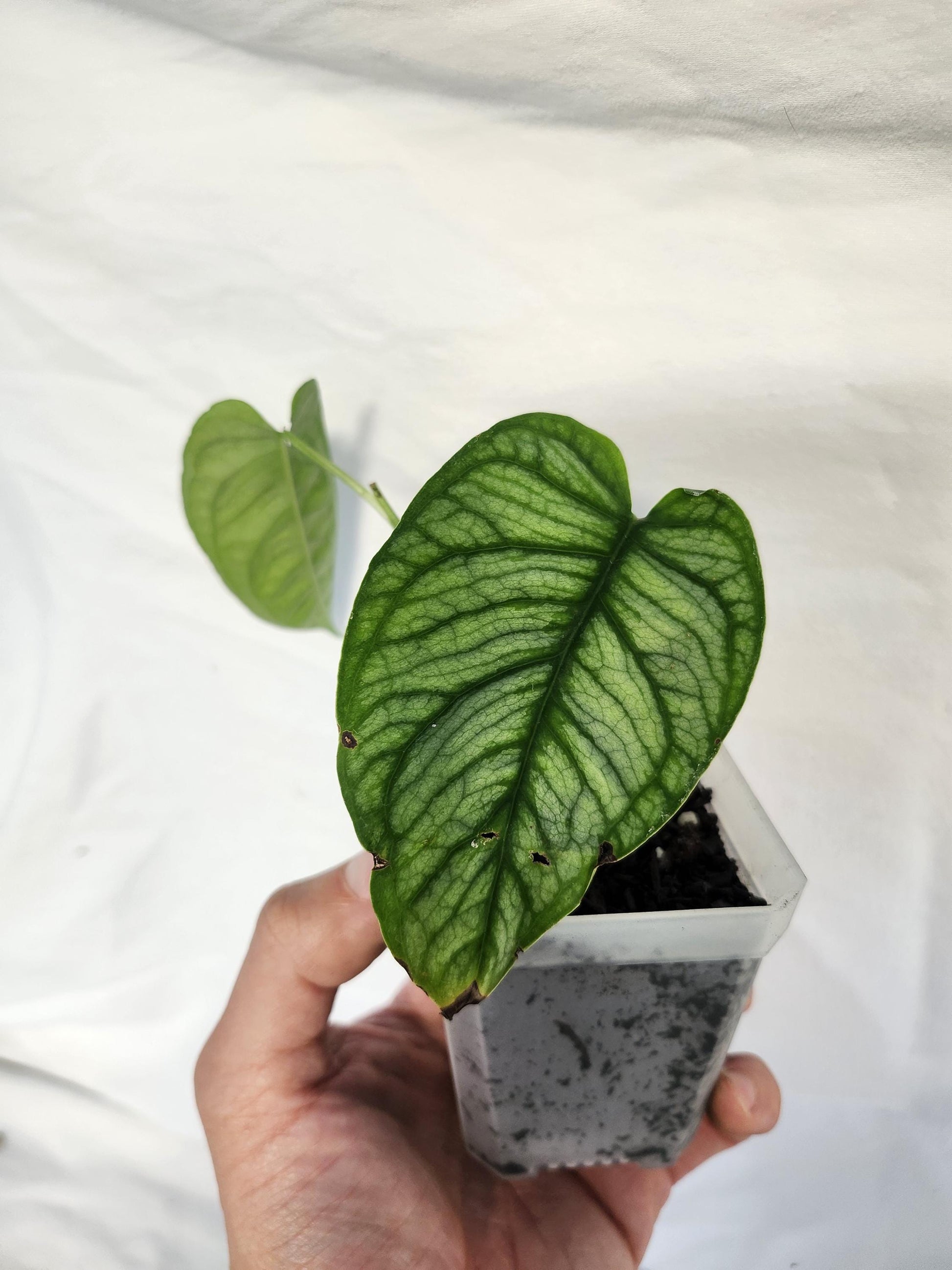 Monstera Siltepecana El Salvador