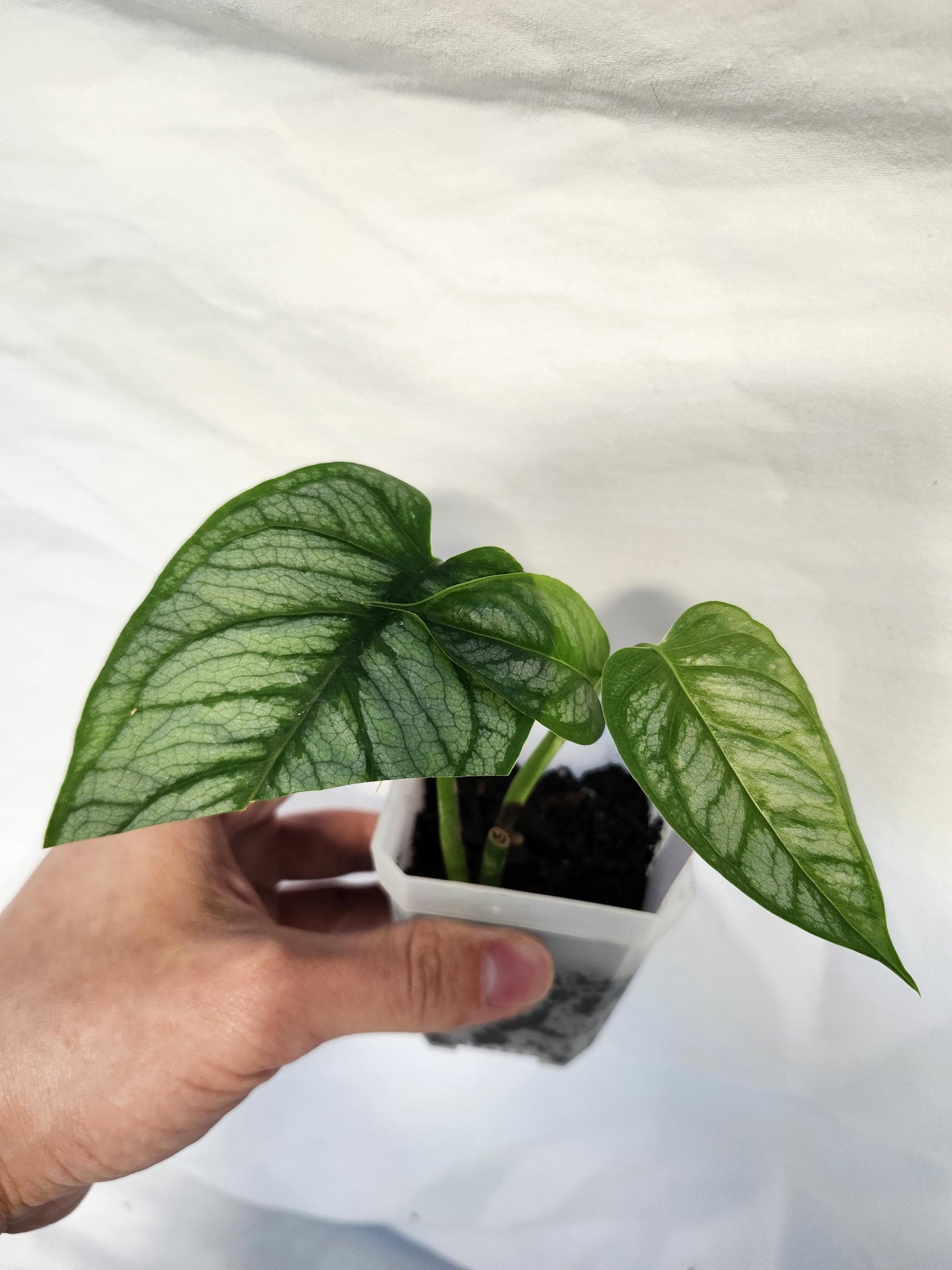 Monstera Siltepecana El Salvador