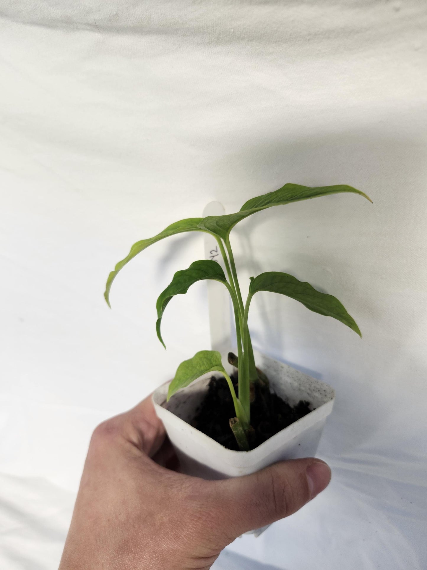 Monstera Obliqua Yasuni - Type 2