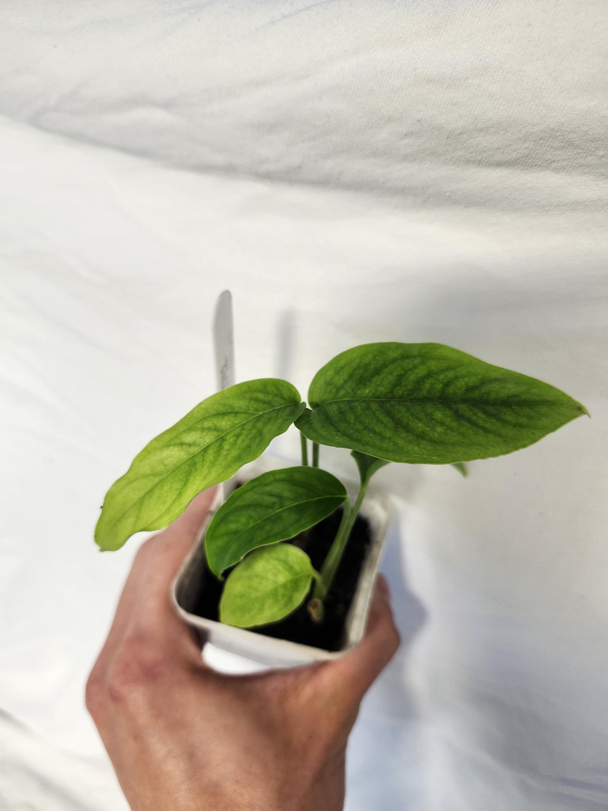 Monstera Obliqua Yasuni - Type 2