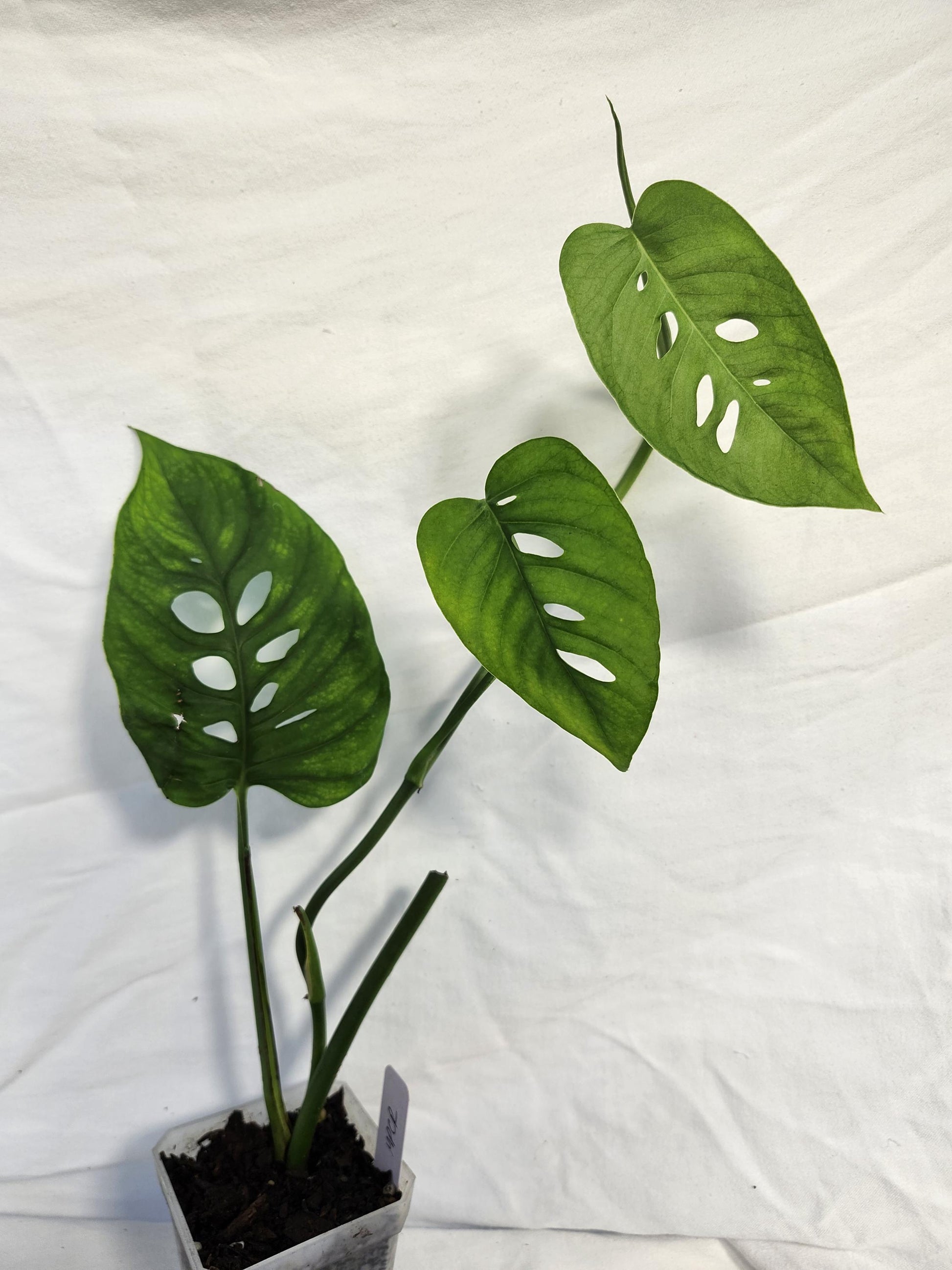 Monstera Sp Paradiso Costa Rica
