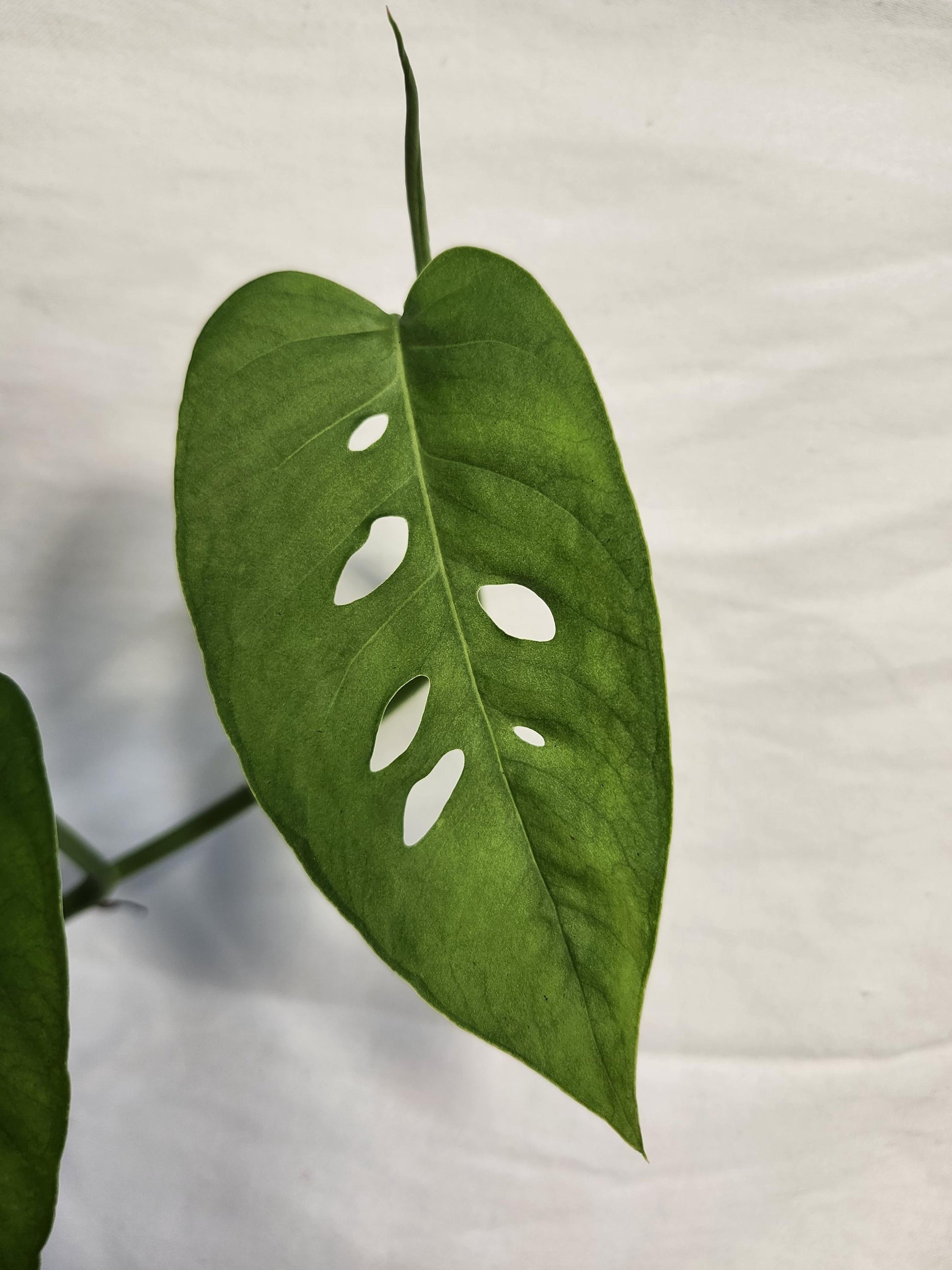 Monstera Sp Paradiso Costa Rica