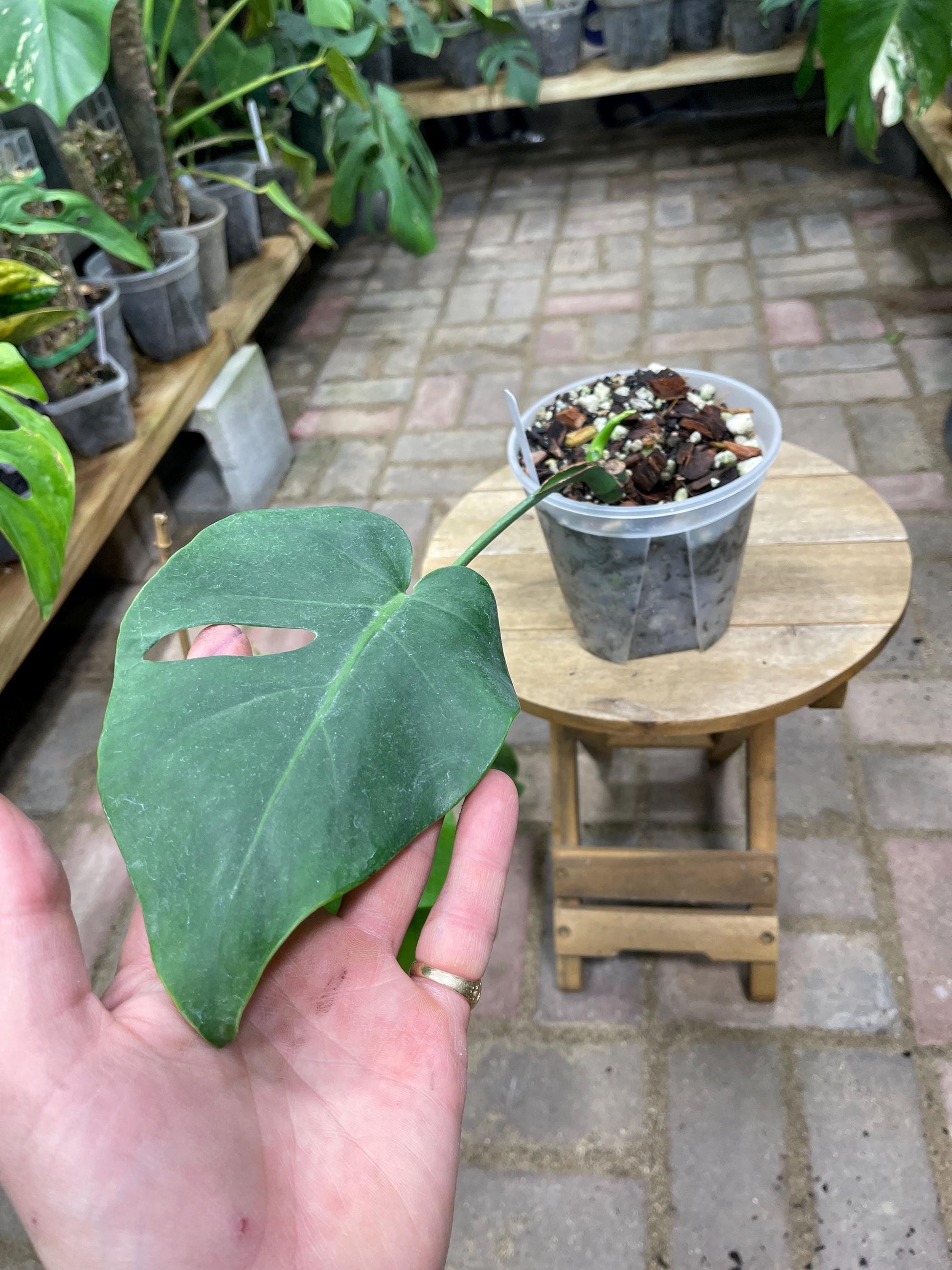 Monstera Tacanaensis - Extreemly Rare