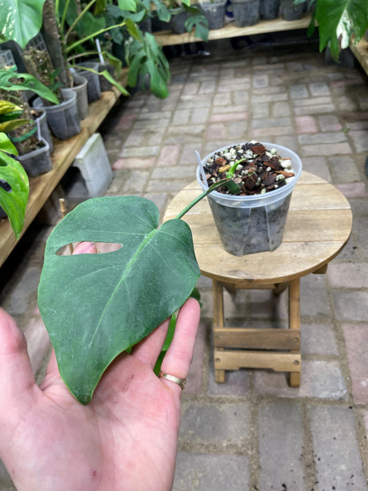 Monstera Tacanaensis - Extreemly Rare