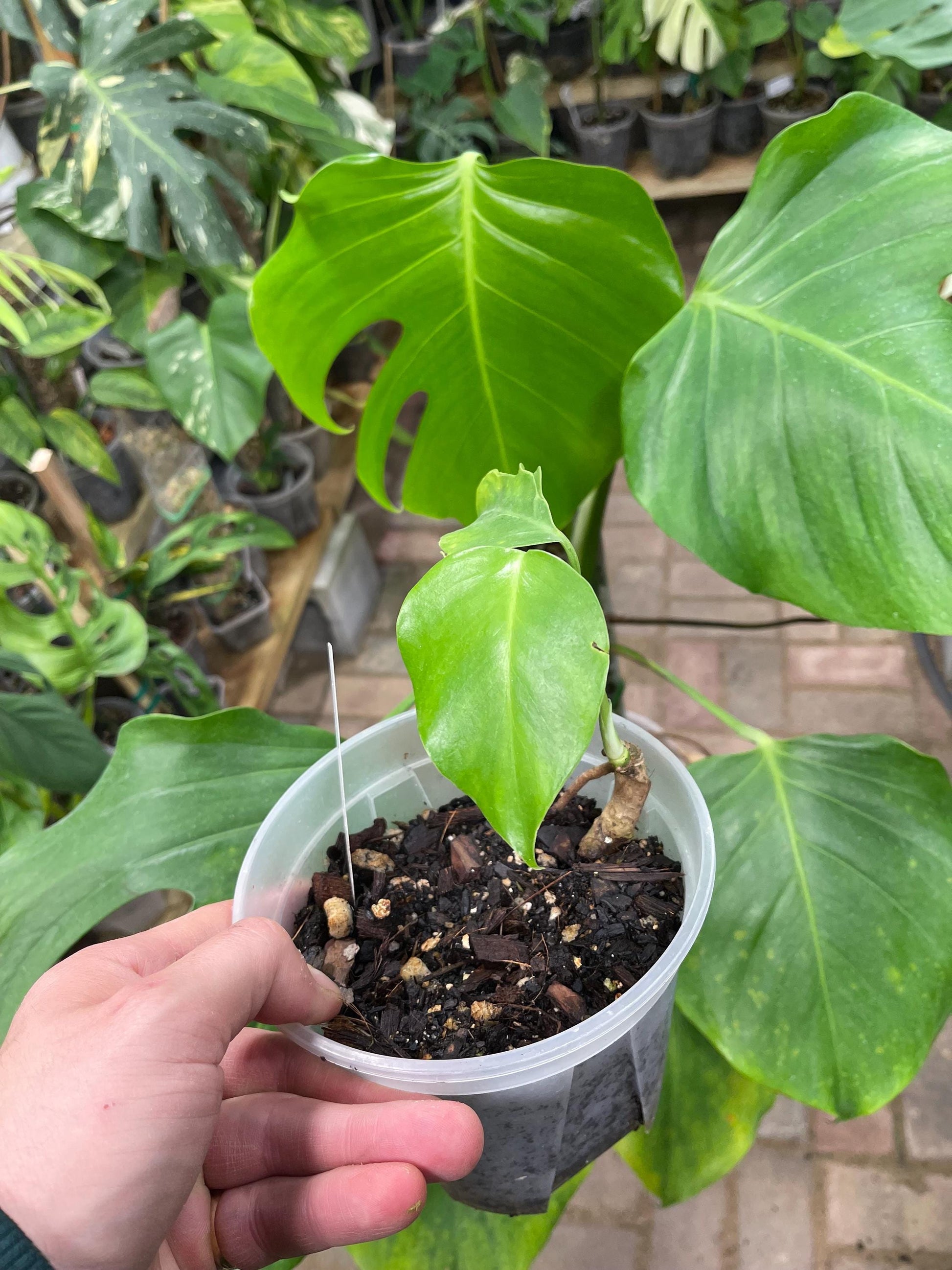 Monstera Deliciosa - Mexican Clone