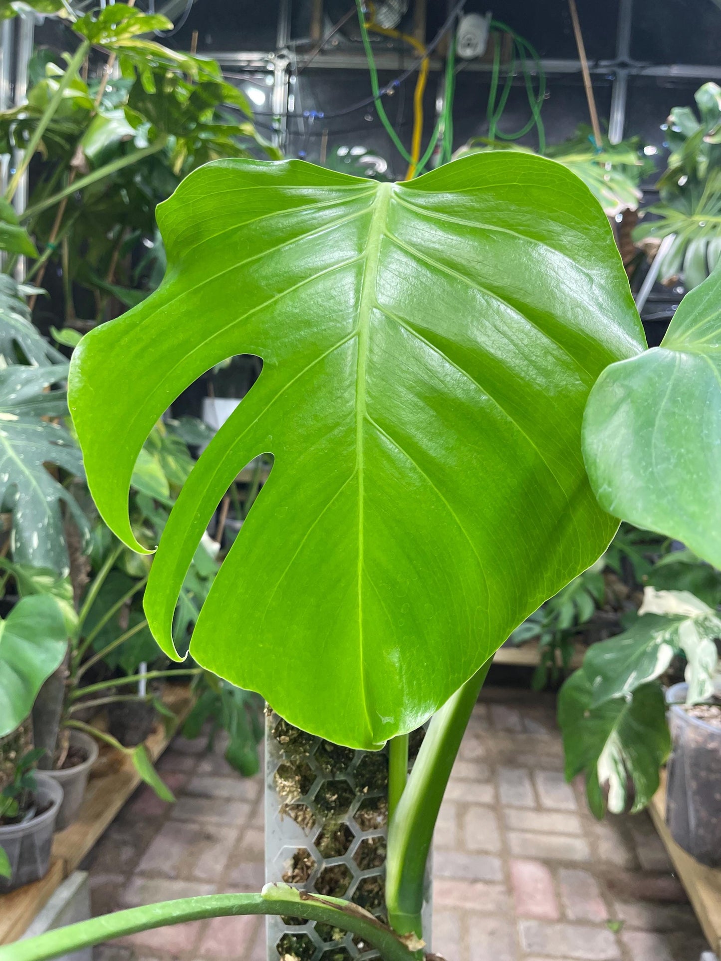 Monstera Deliciosa - Mexican Clone