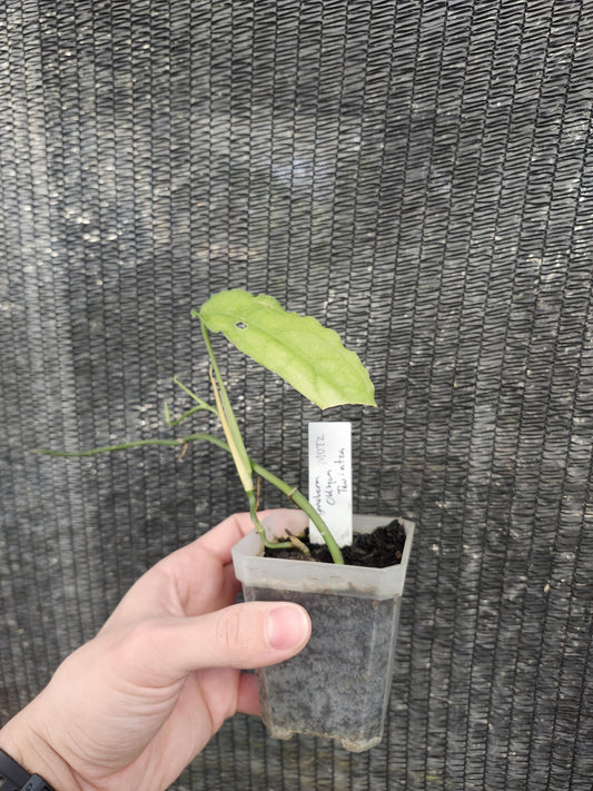 Monstera Obliqua Tiwintza Rare