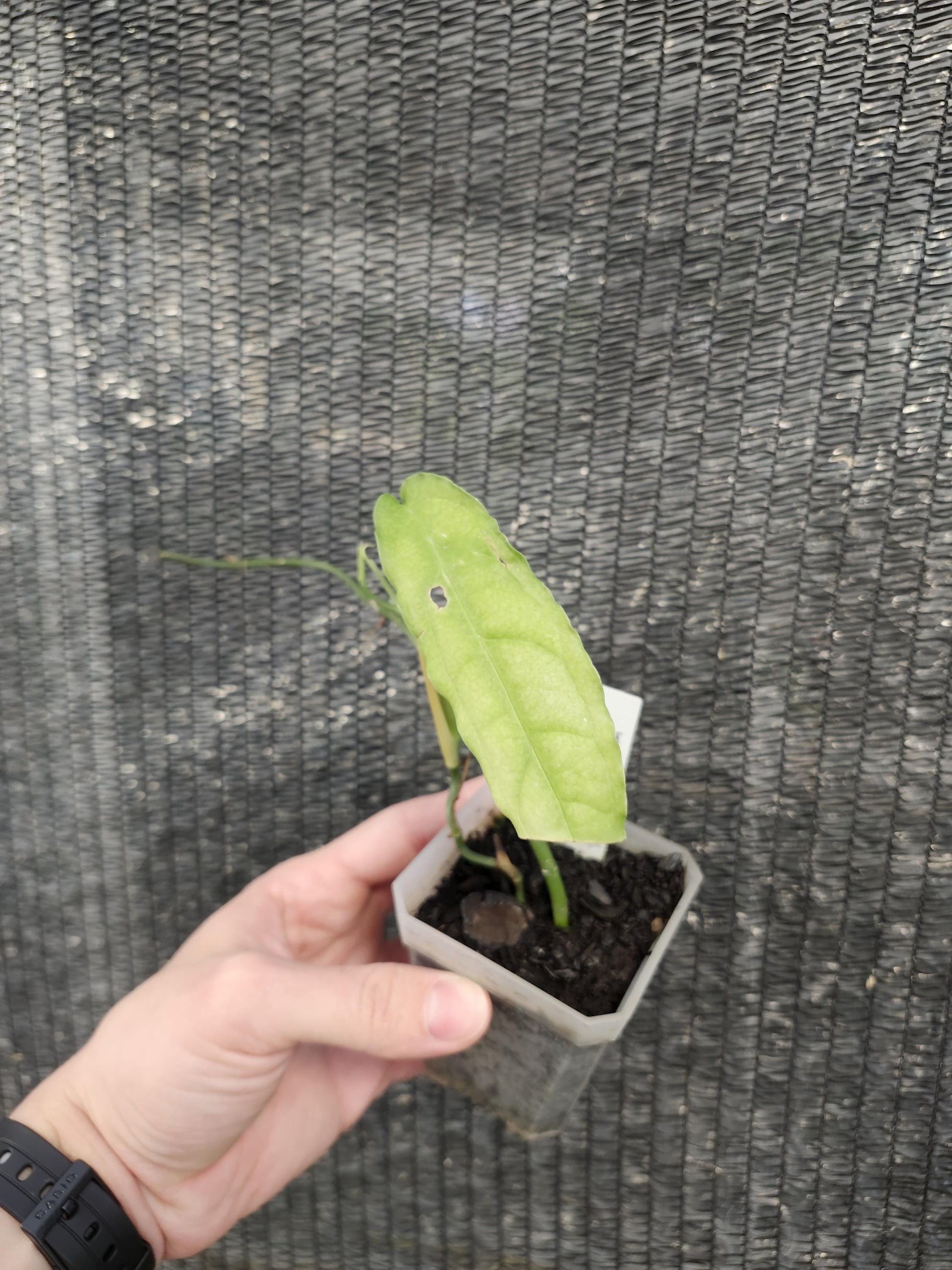 Monstera Obliqua Tiwintza Rare