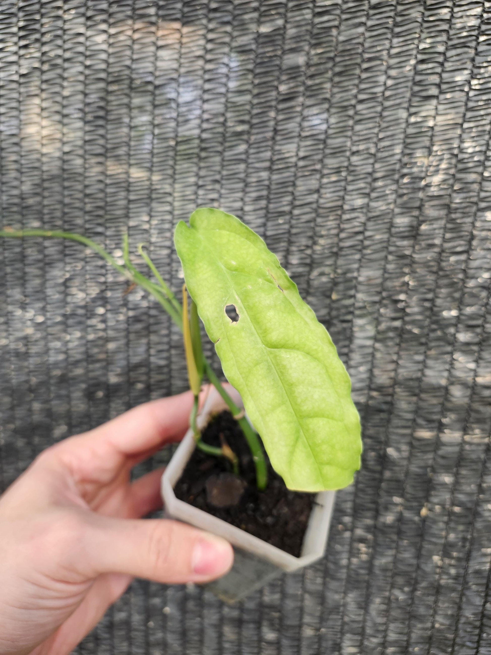 Monstera Obliqua Tiwintza Rare