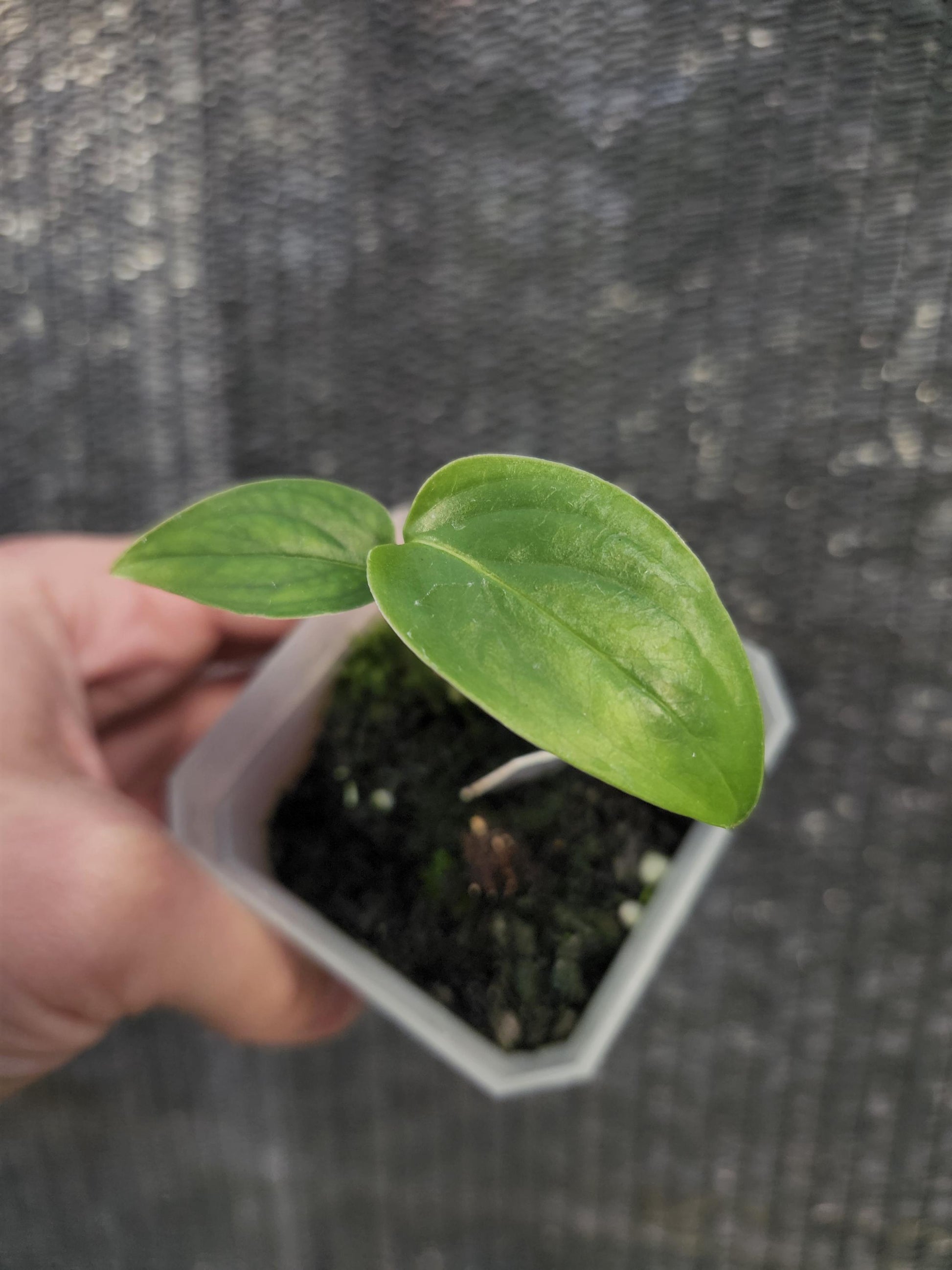 Monstera Obliqua Huanuco