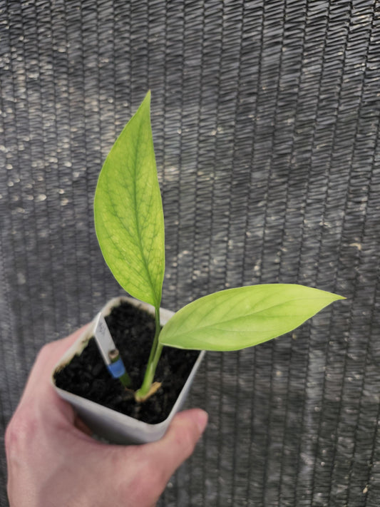 Monstera Bocaretensis - Extreemly Rare