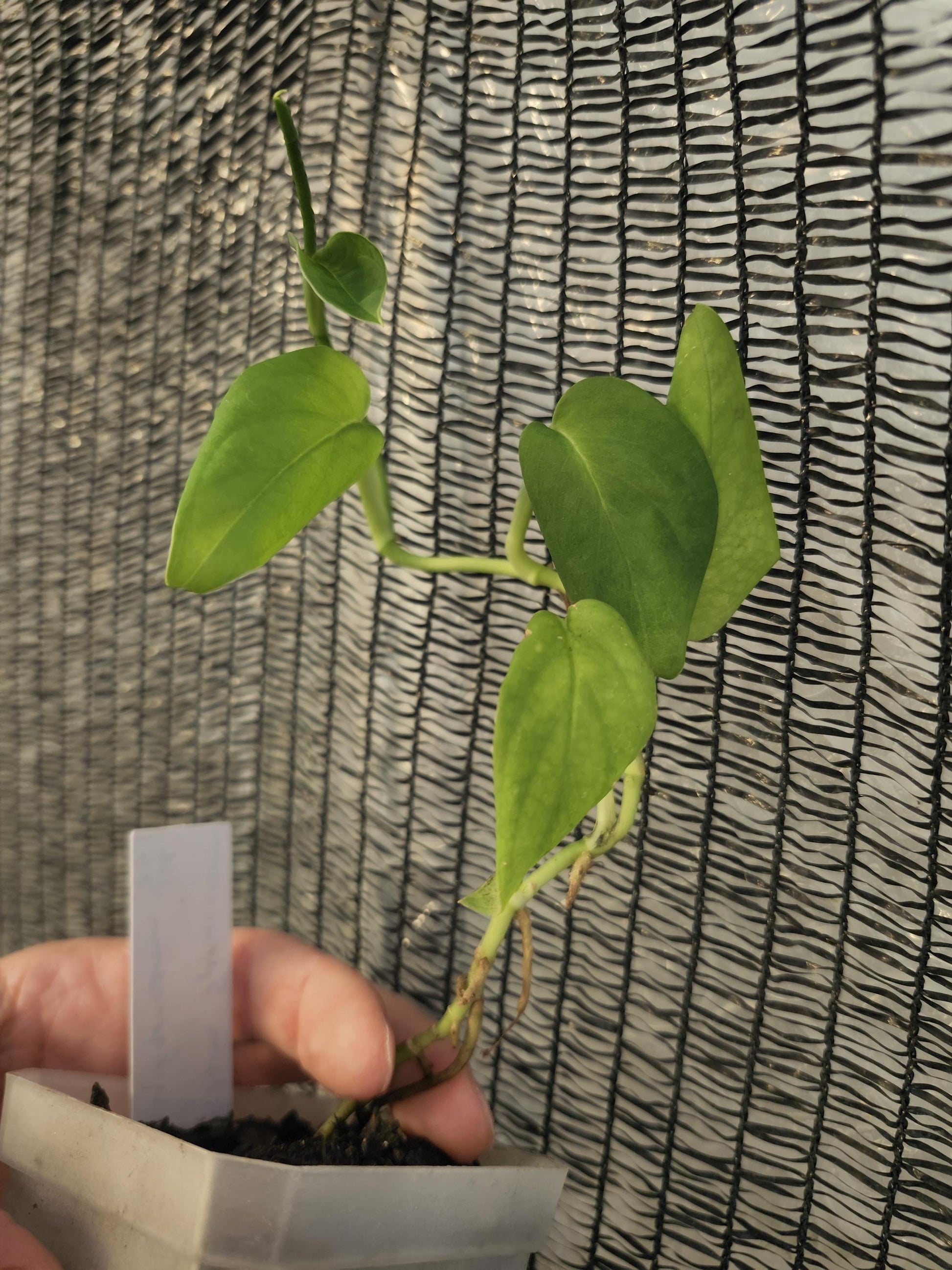 Monstera Spruceana