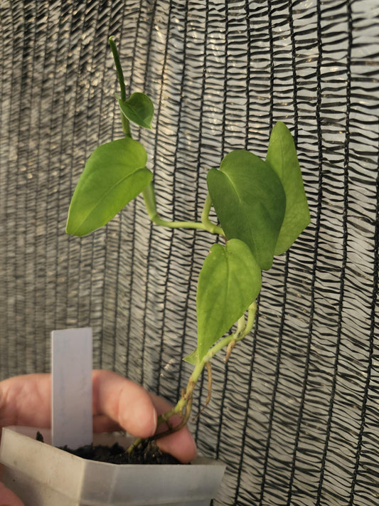 Monstera Spruceana