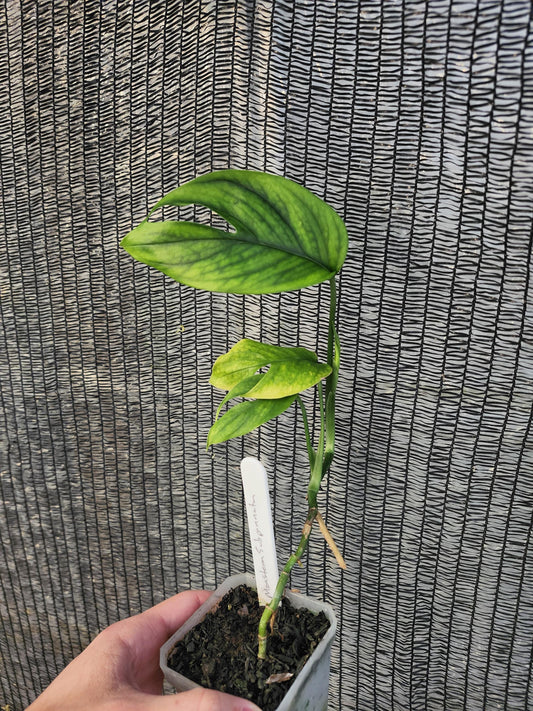Monstera Subpinnata