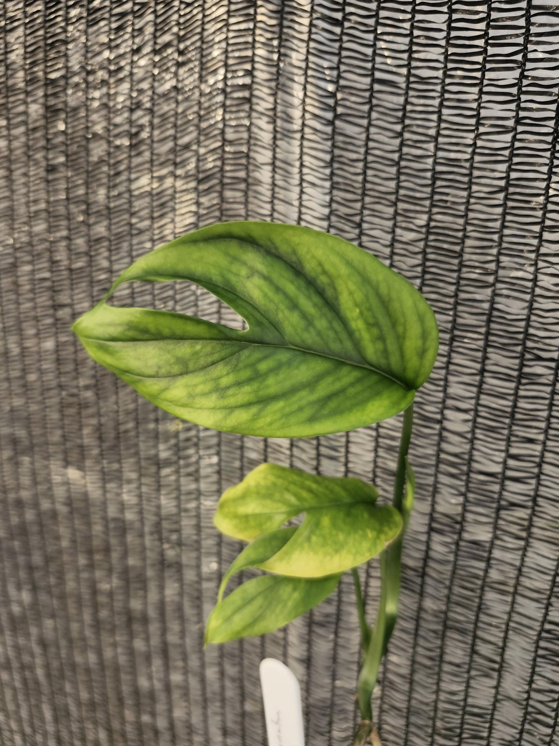 Monstera Subpinnata